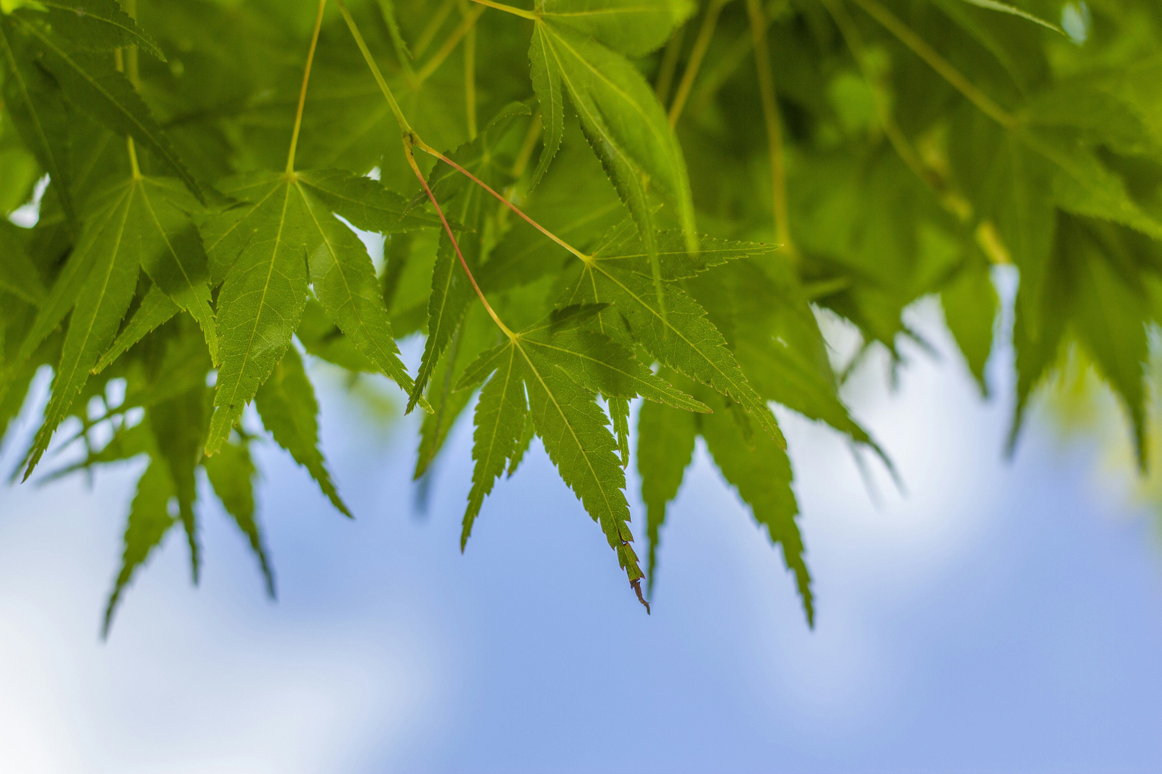 Hojas verdes vibrantes bajo un cielo azul