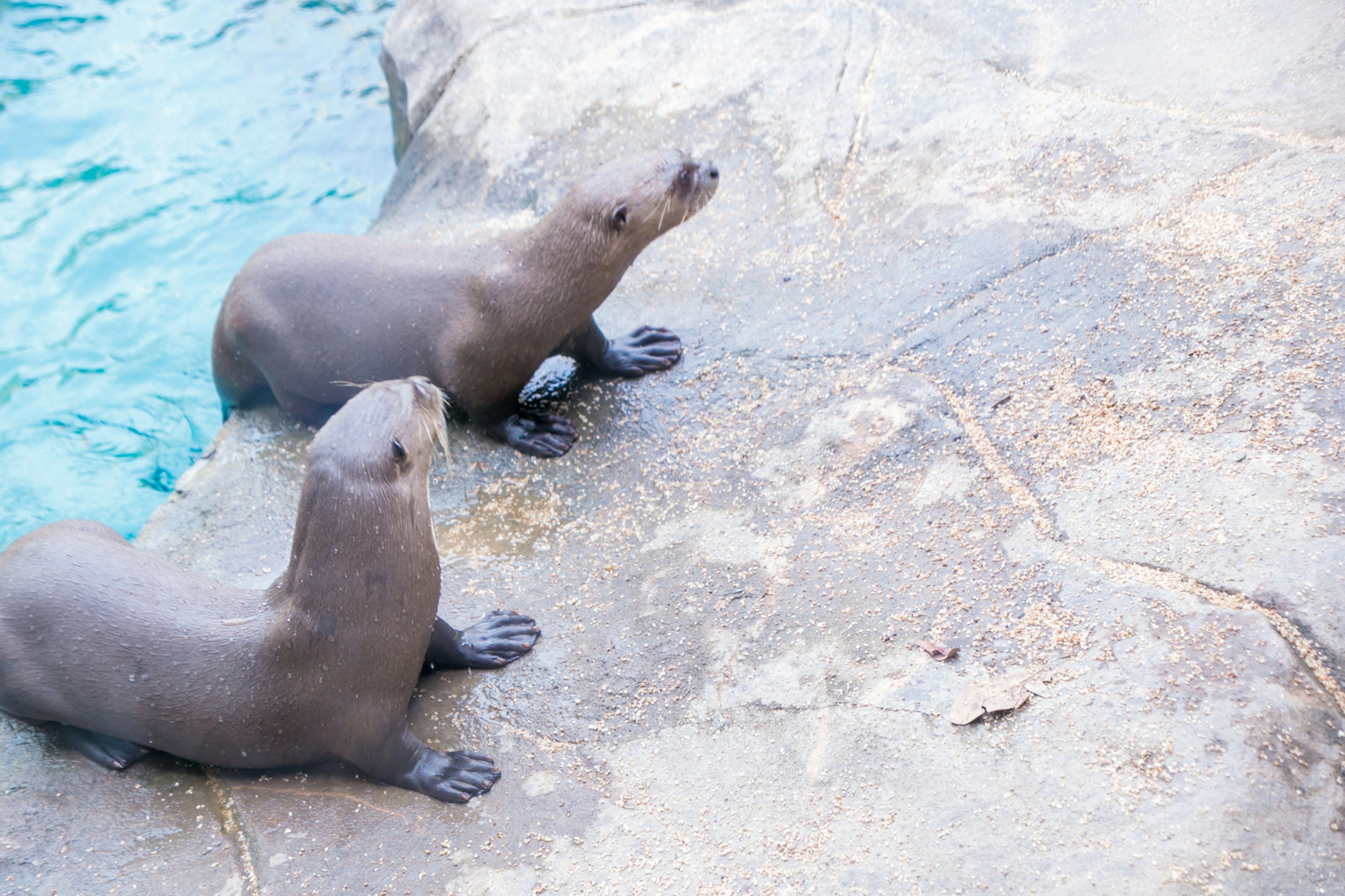 Dos focas sentadas en rocas junto al agua