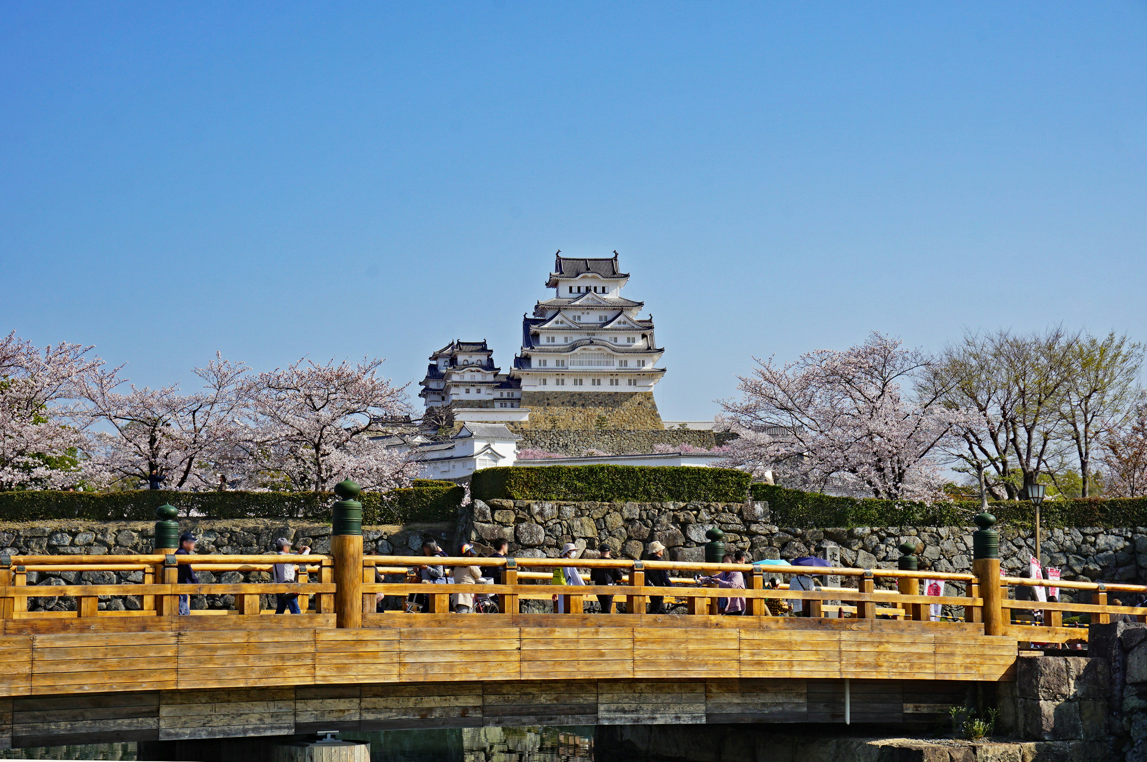 Himeji Castle sichtbar zwischen Kirschbäumen mit einer Holzbrücke