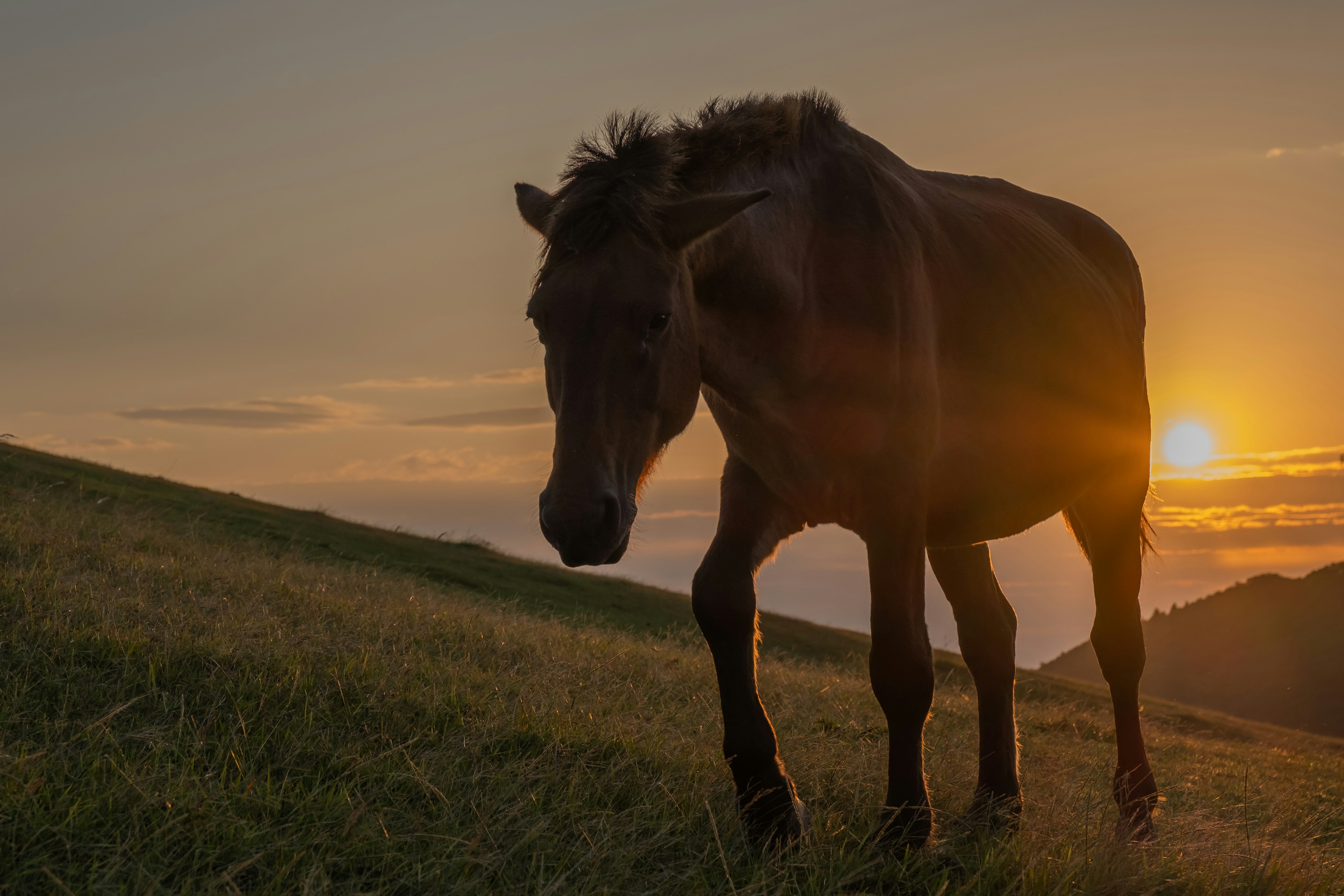 Un cheval marchant sur une colline herbeuse au coucher du soleil