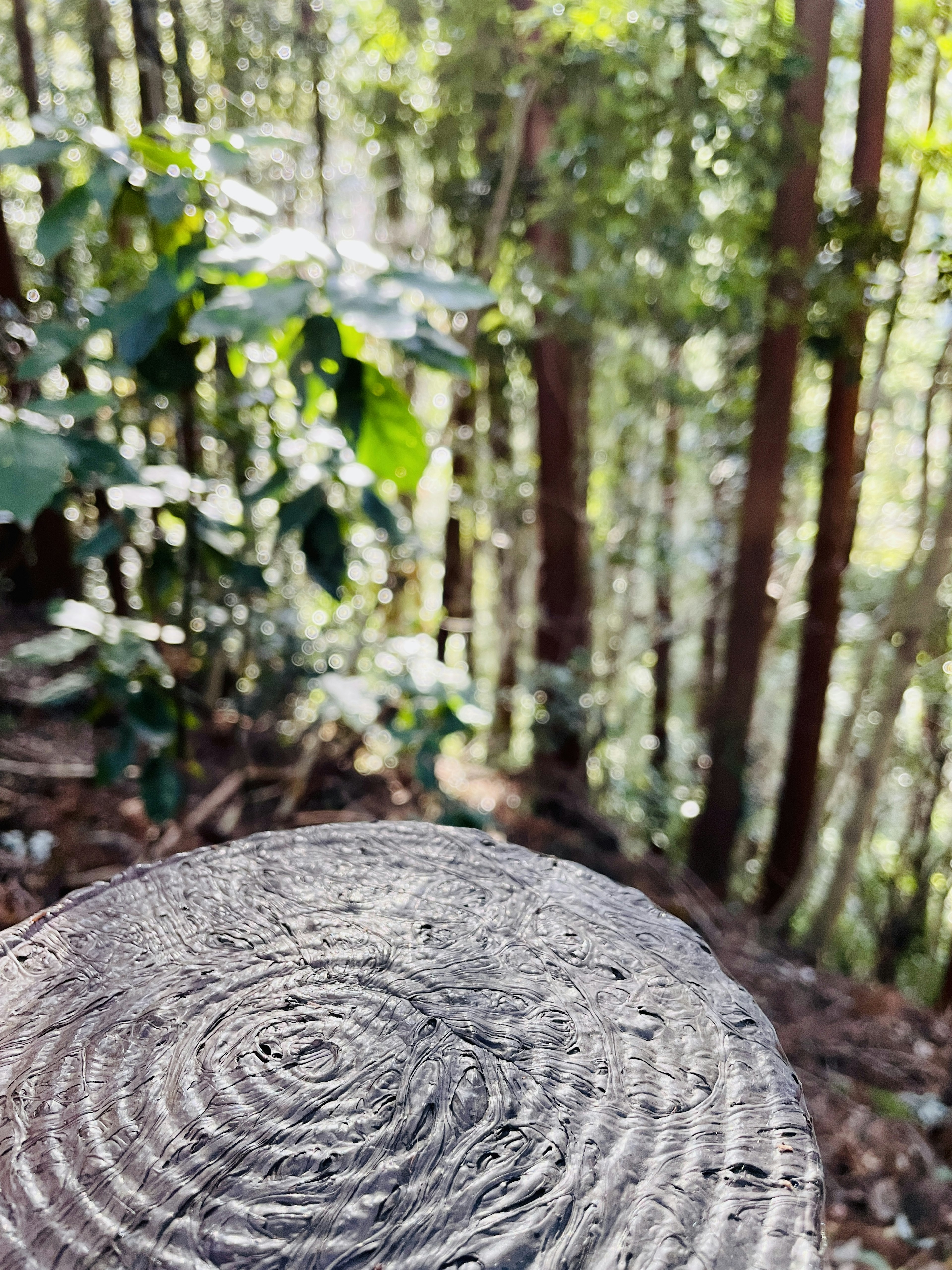 木の切り株の上に焦点を合わせた自然の風景 緑の葉と木々が背景にある