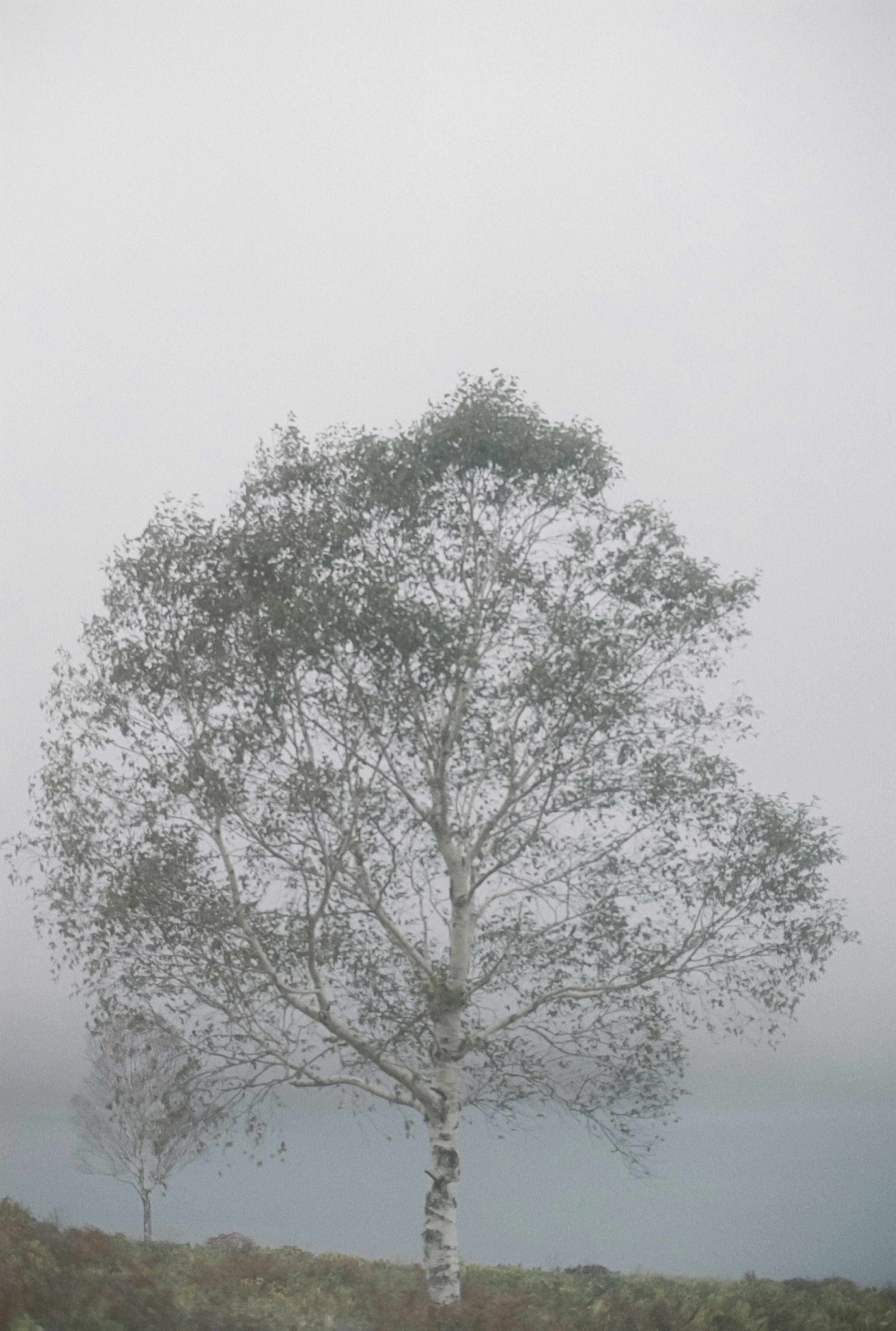 Silhouette di un betulla nella nebbia