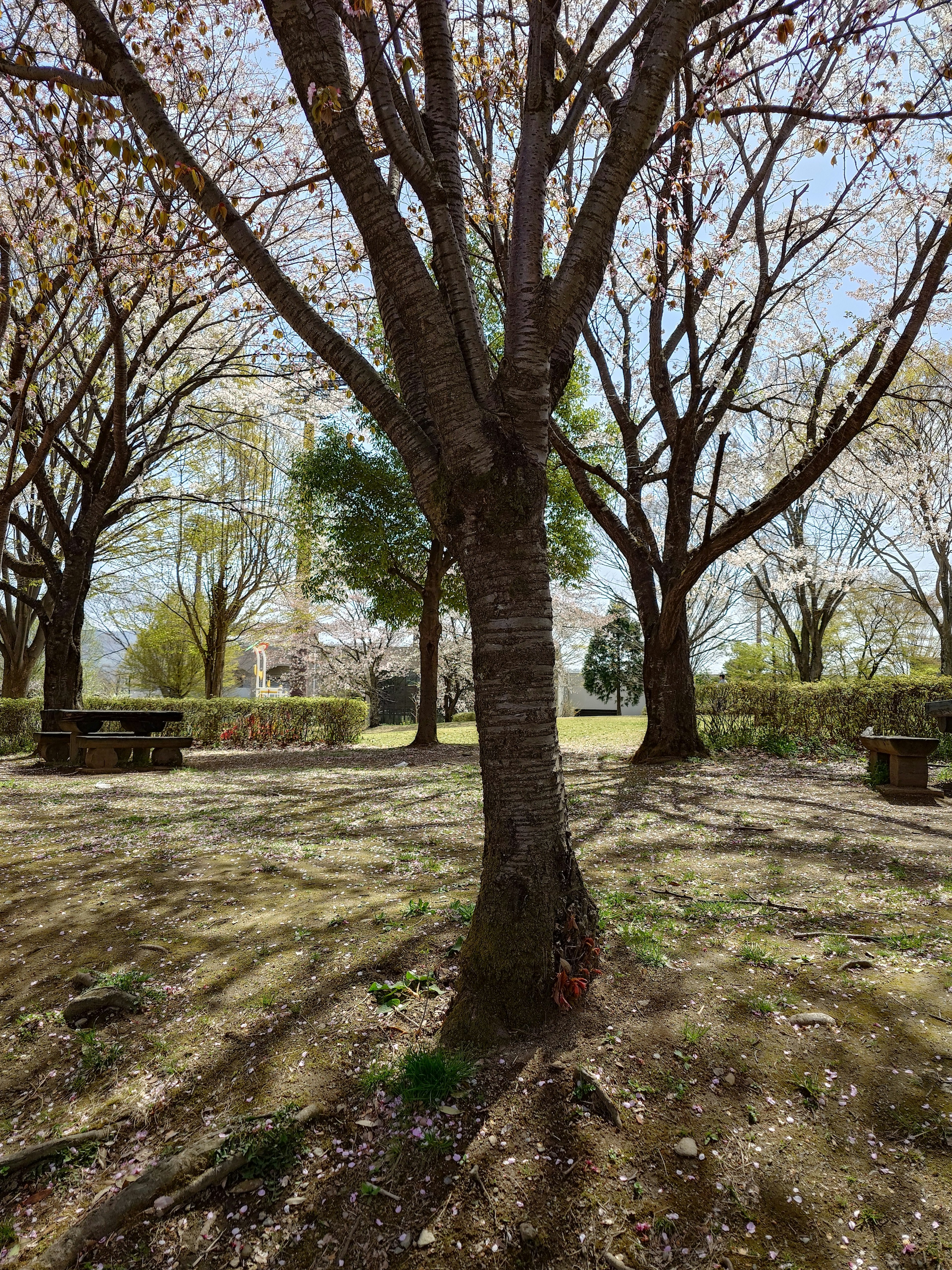 Pemandangan taman dengan pohon sakura dan bayangan