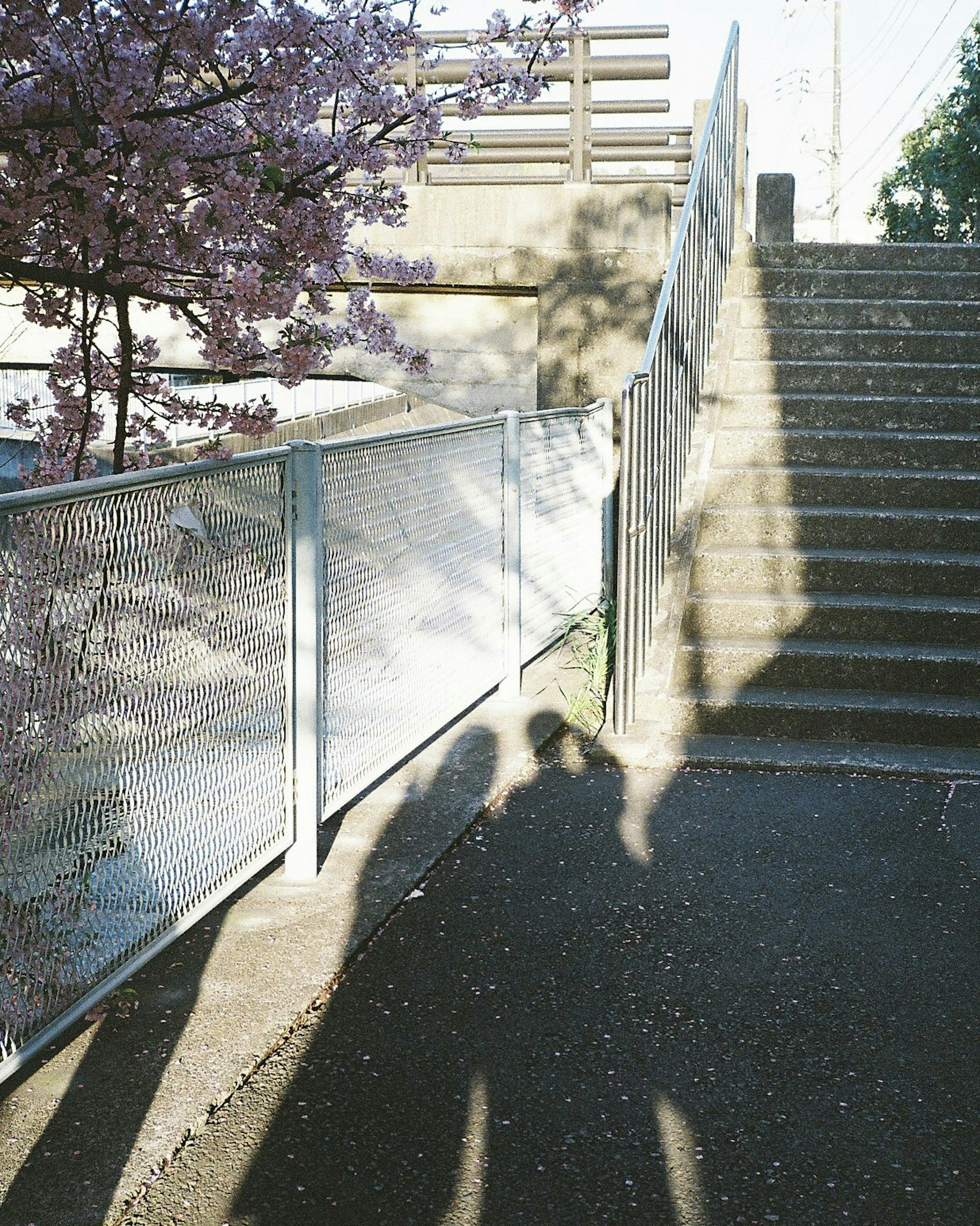 Ansicht von Treppen mit Schatten und einem Zaun in der Nähe eines Kirschbaums