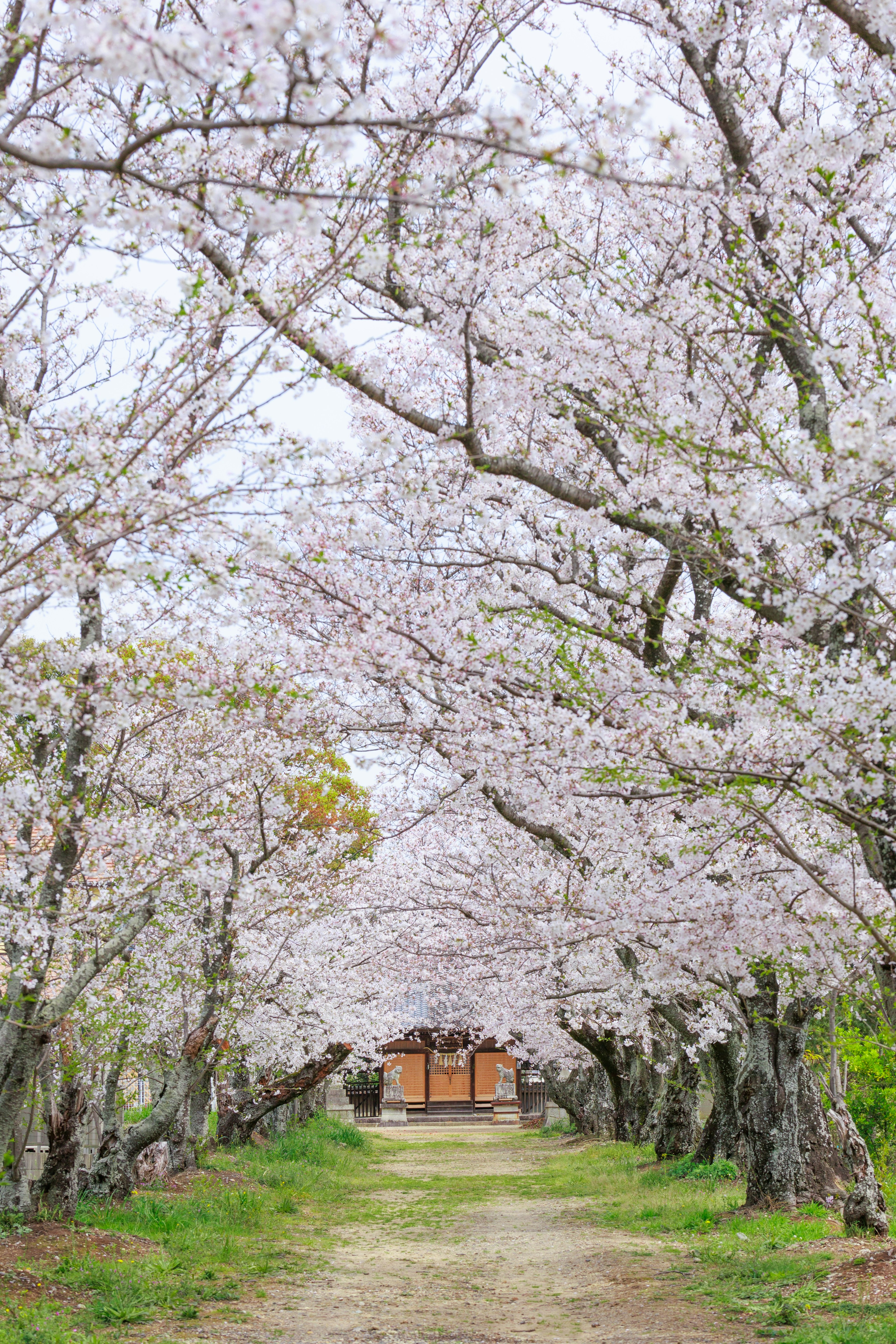 桜の木が並ぶ小道と奥にある建物