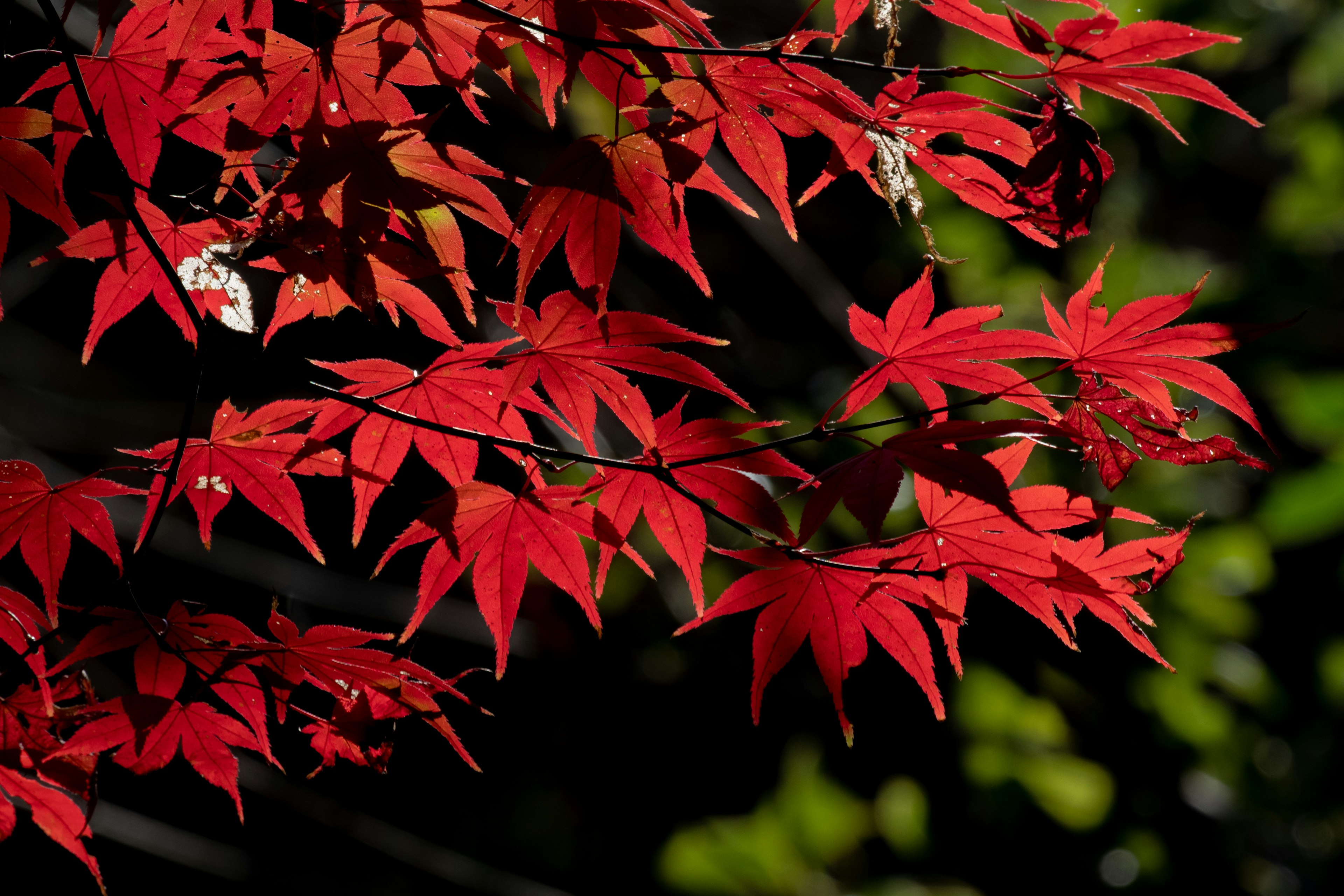 Daun maple merah cerah di latar belakang hijau subur