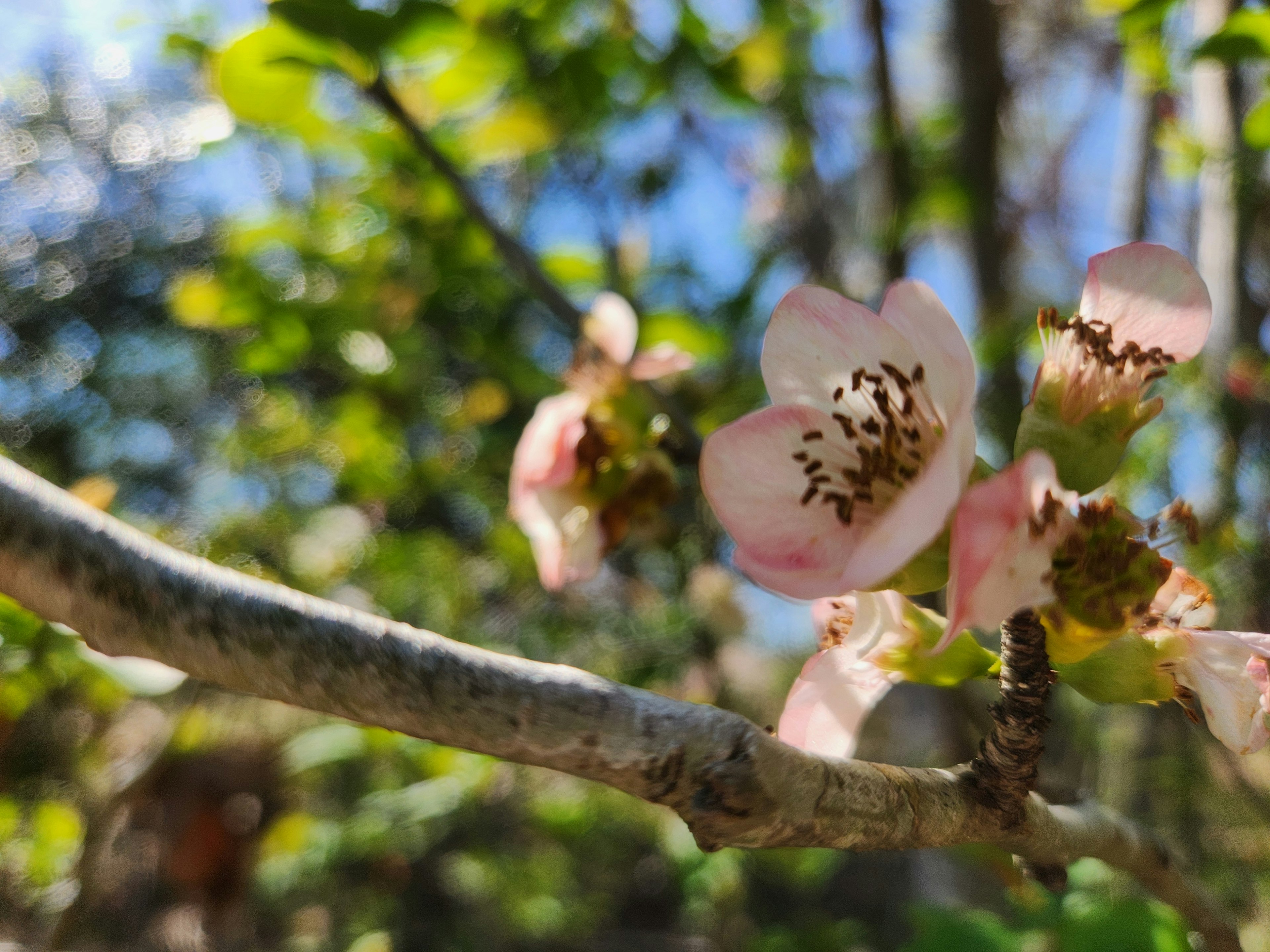 Close-up of blooming cherry blossom flowers on a branch