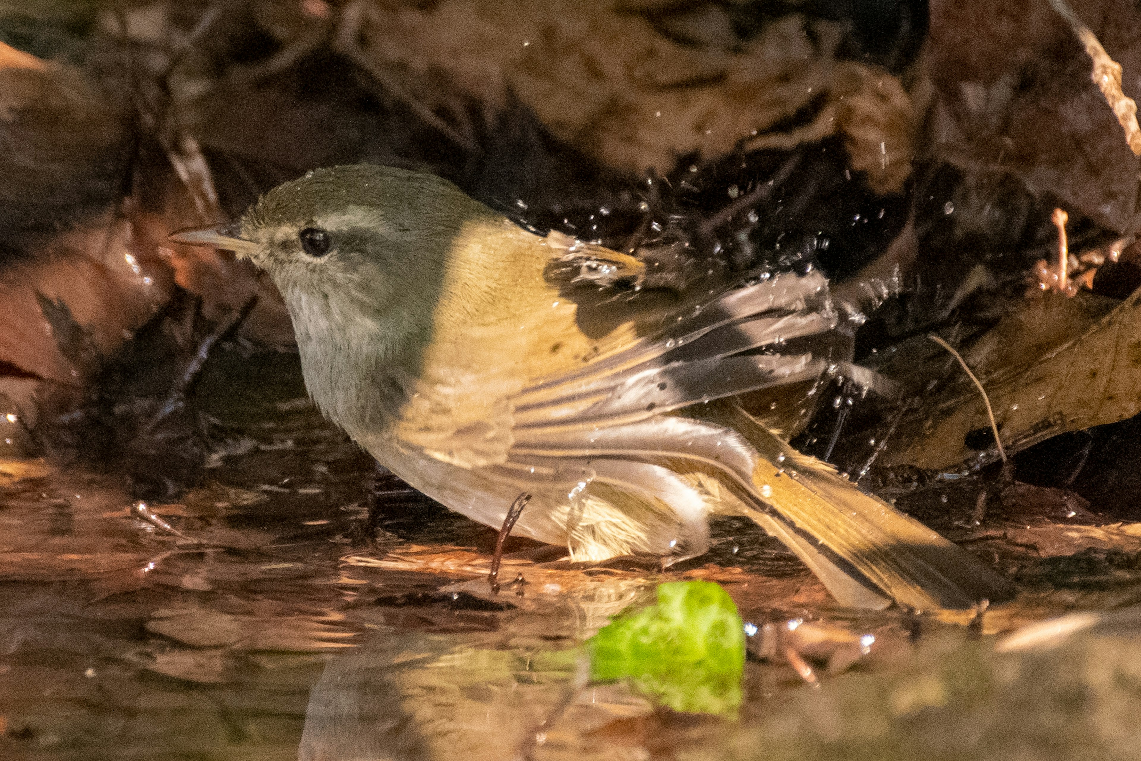 A small bird splashing in water surrounded by leaves and droplets