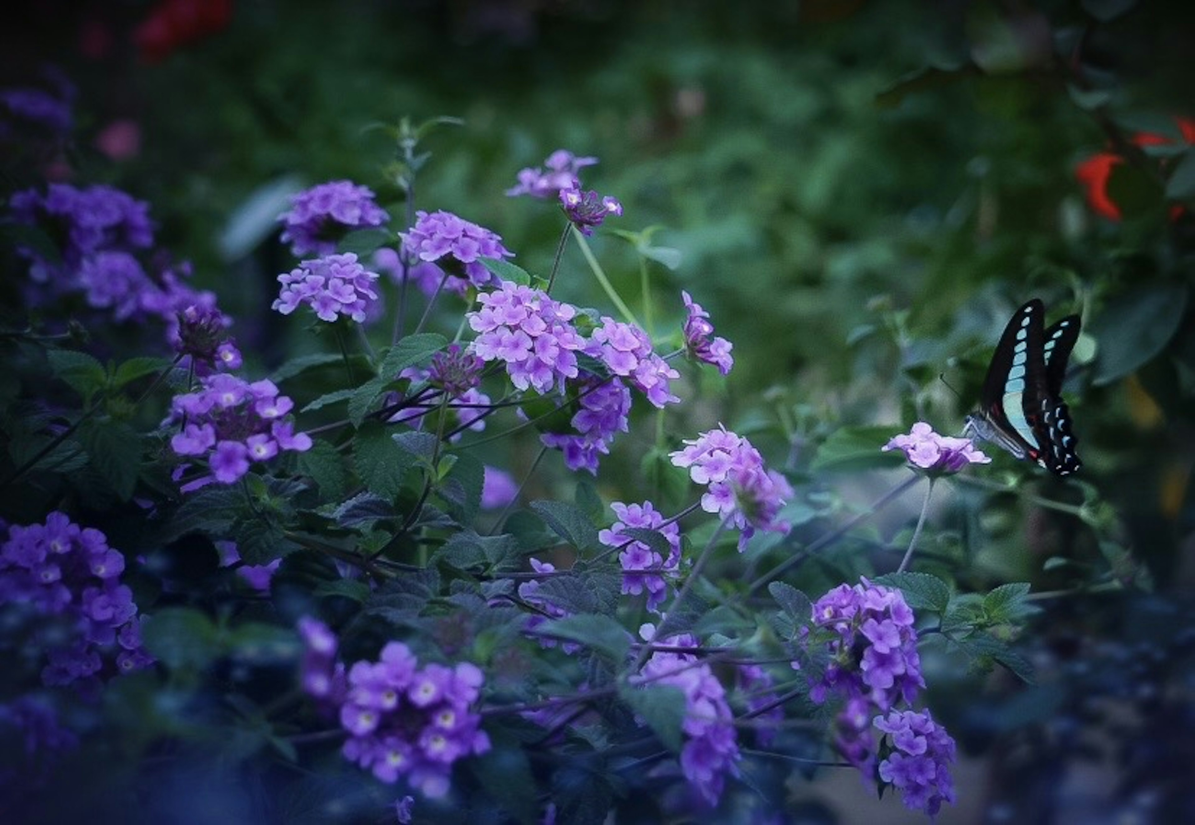 Una hermosa escena con flores moradas y una mariposa negra