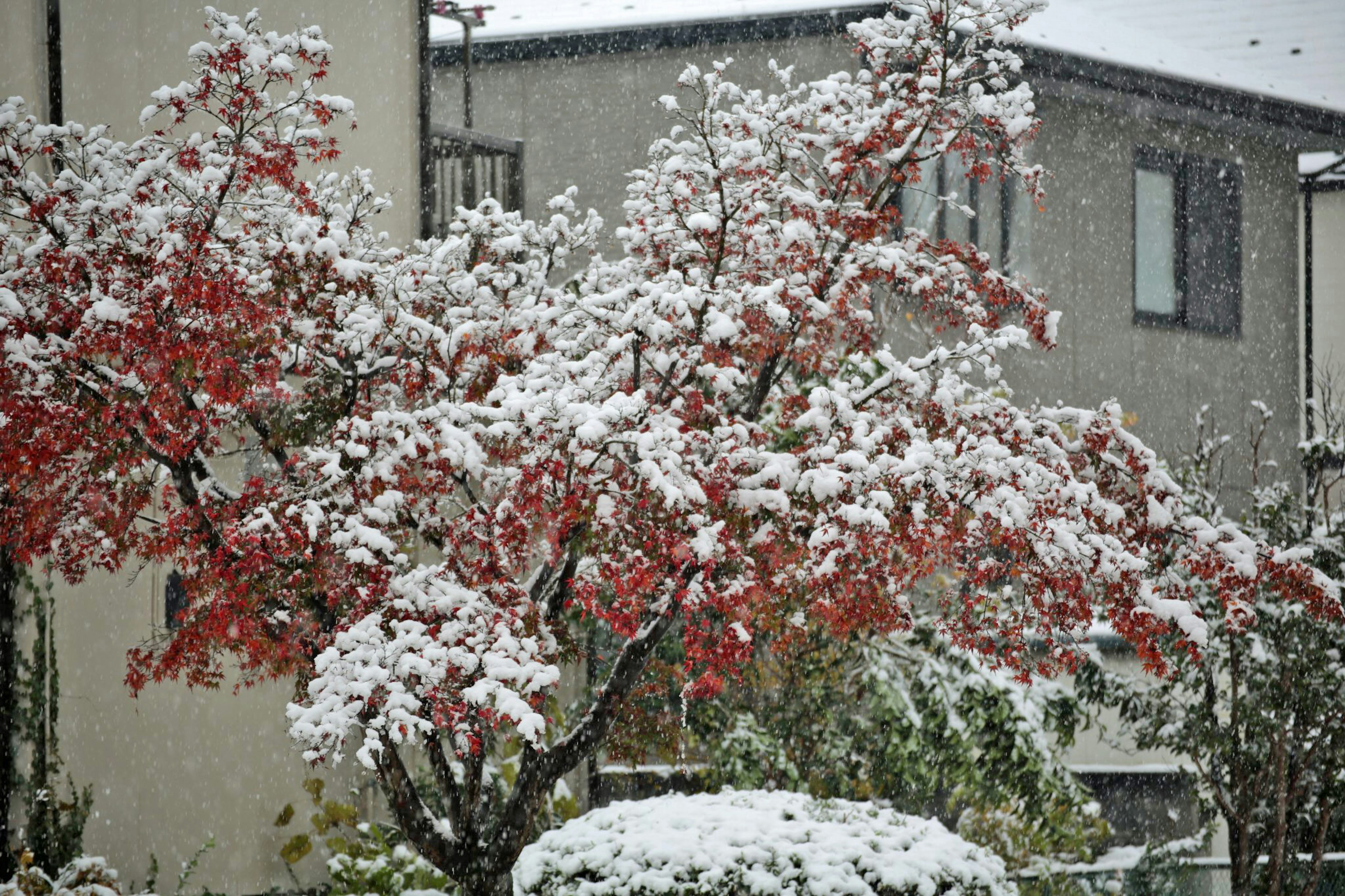 Baum mit roten Blättern, der mit Schnee bedeckt ist, mit Häusern im Hintergrund