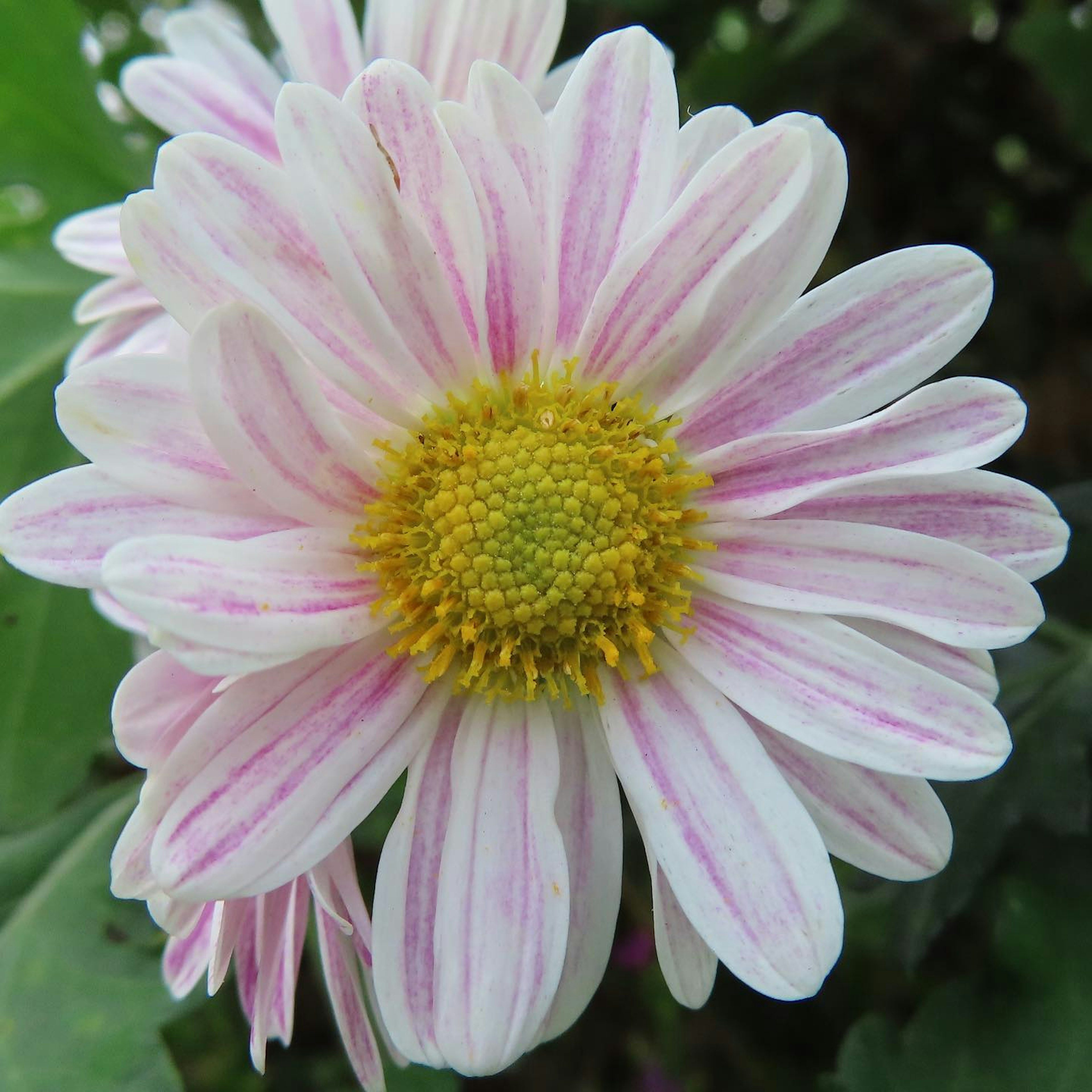 Blume mit weißen und rosa Streifen und einem gelben Zentrum