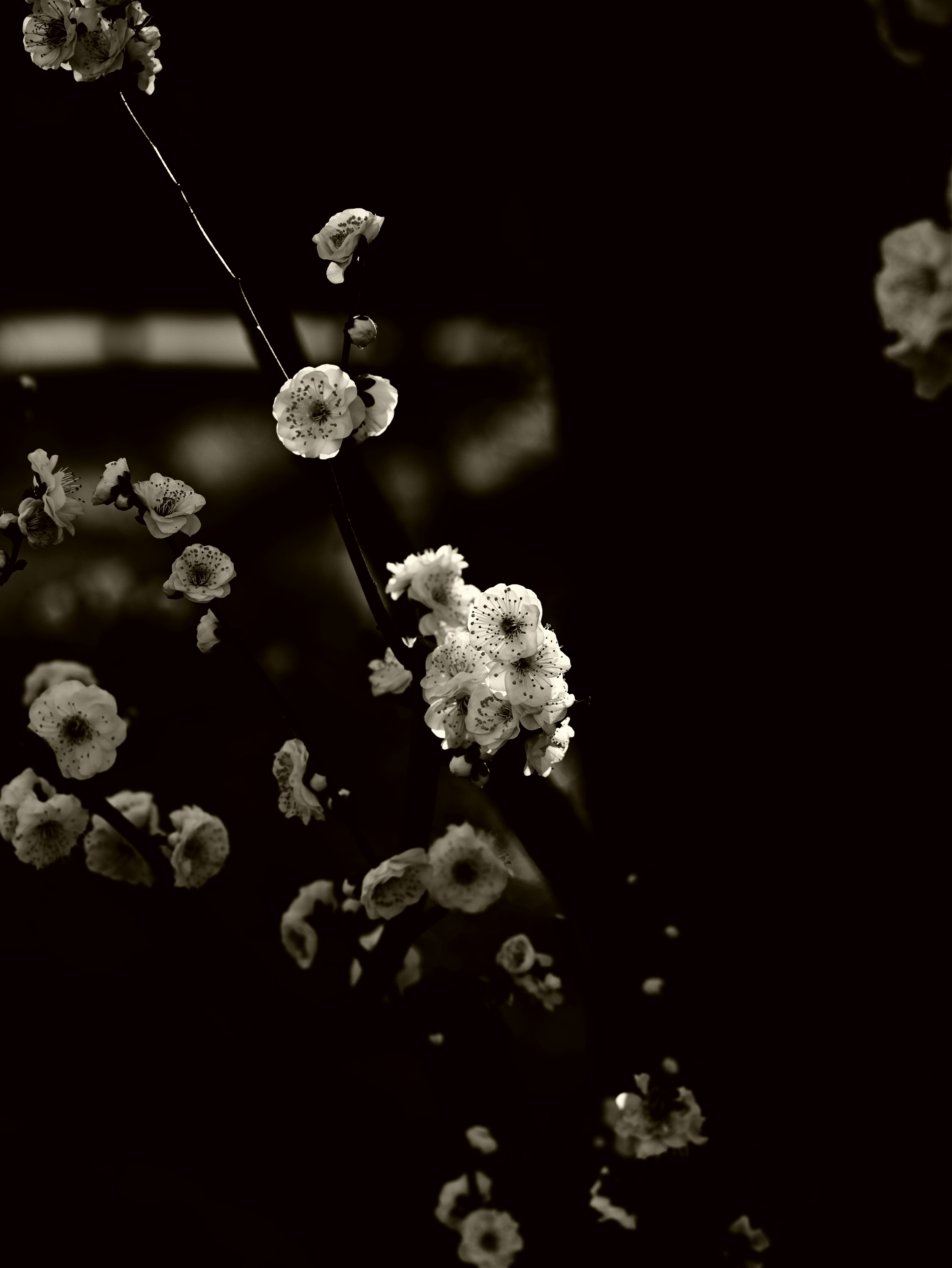 Fotografía en blanco y negro de delicadas flores blancas sobre un fondo oscuro