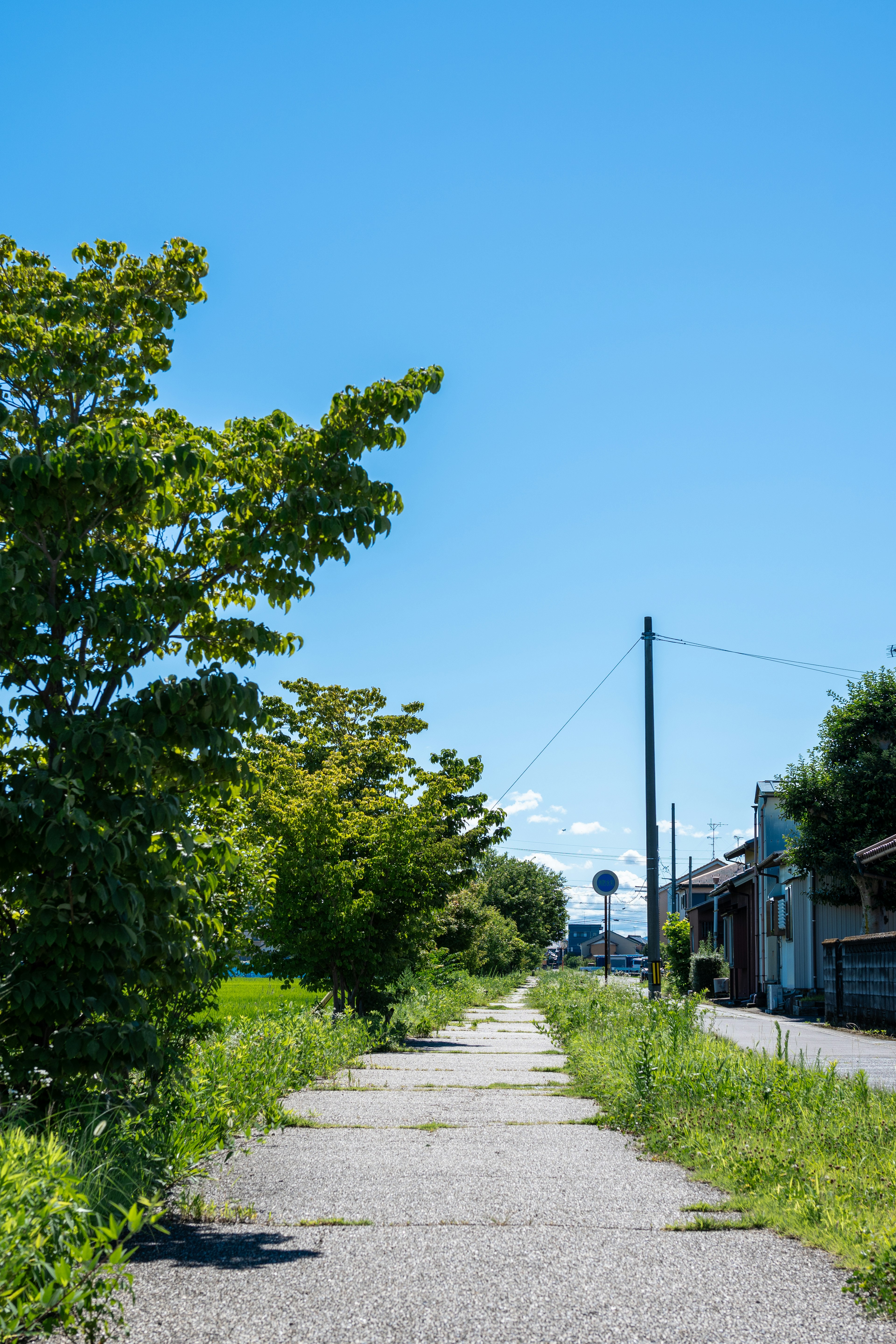 青空の下に続く舗装された歩道と緑の木々