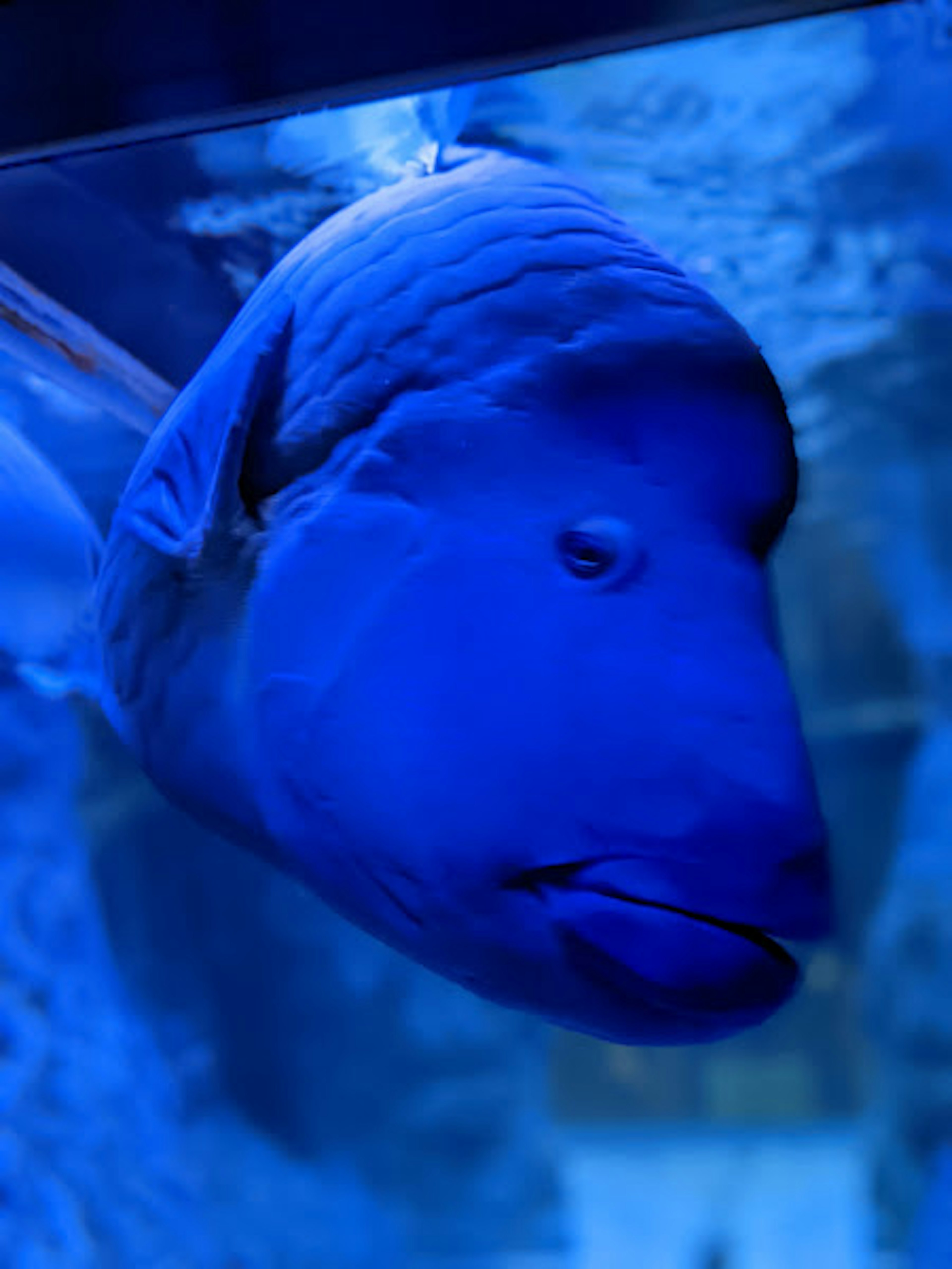 Nahaufnahme eines Fisches, der im blauen Wasser schwimmt