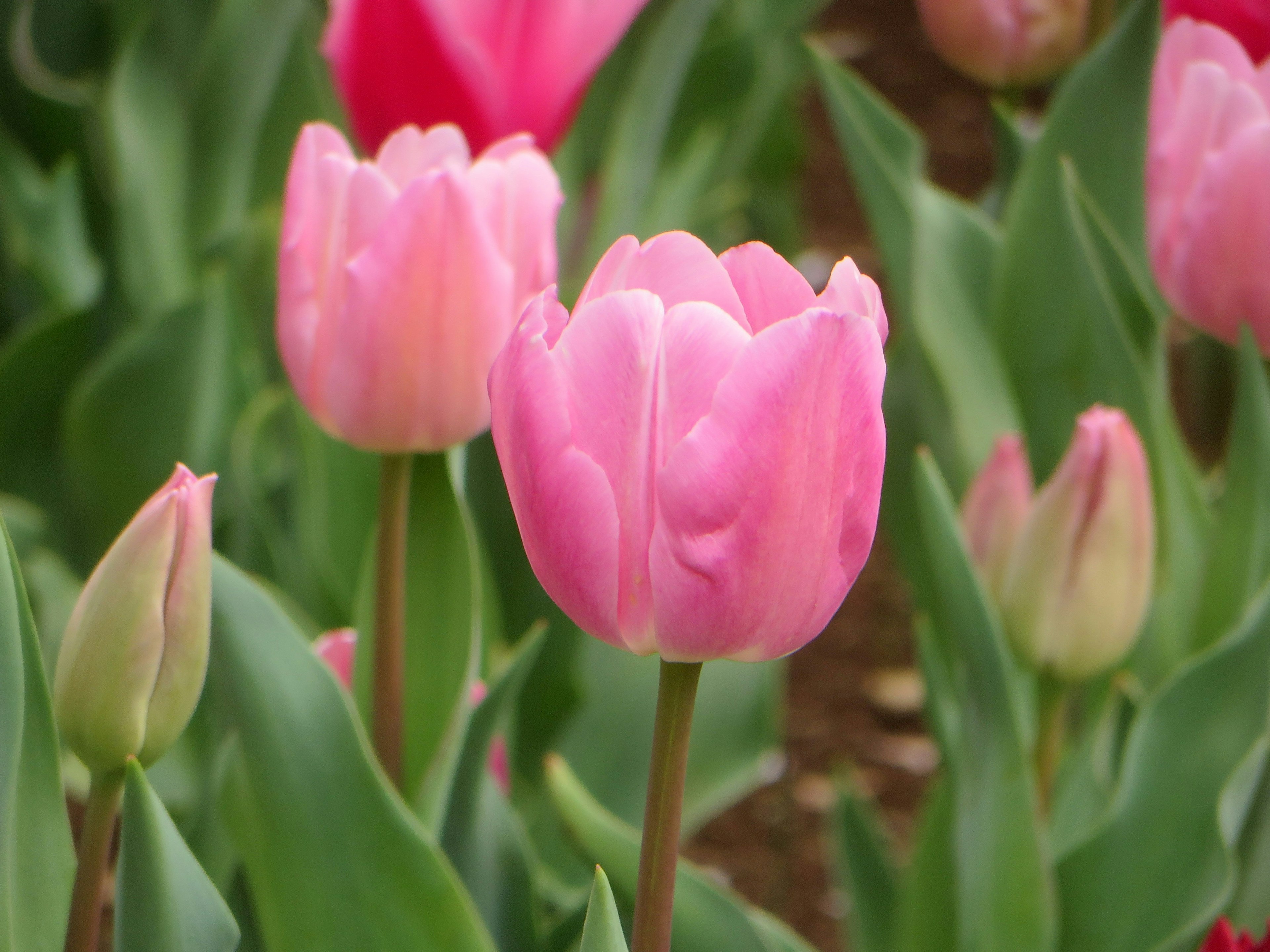 Sebuah tulip merah muda yang cerah menonjol di antara taman tulip berwarna-warni dengan daun hijau subur