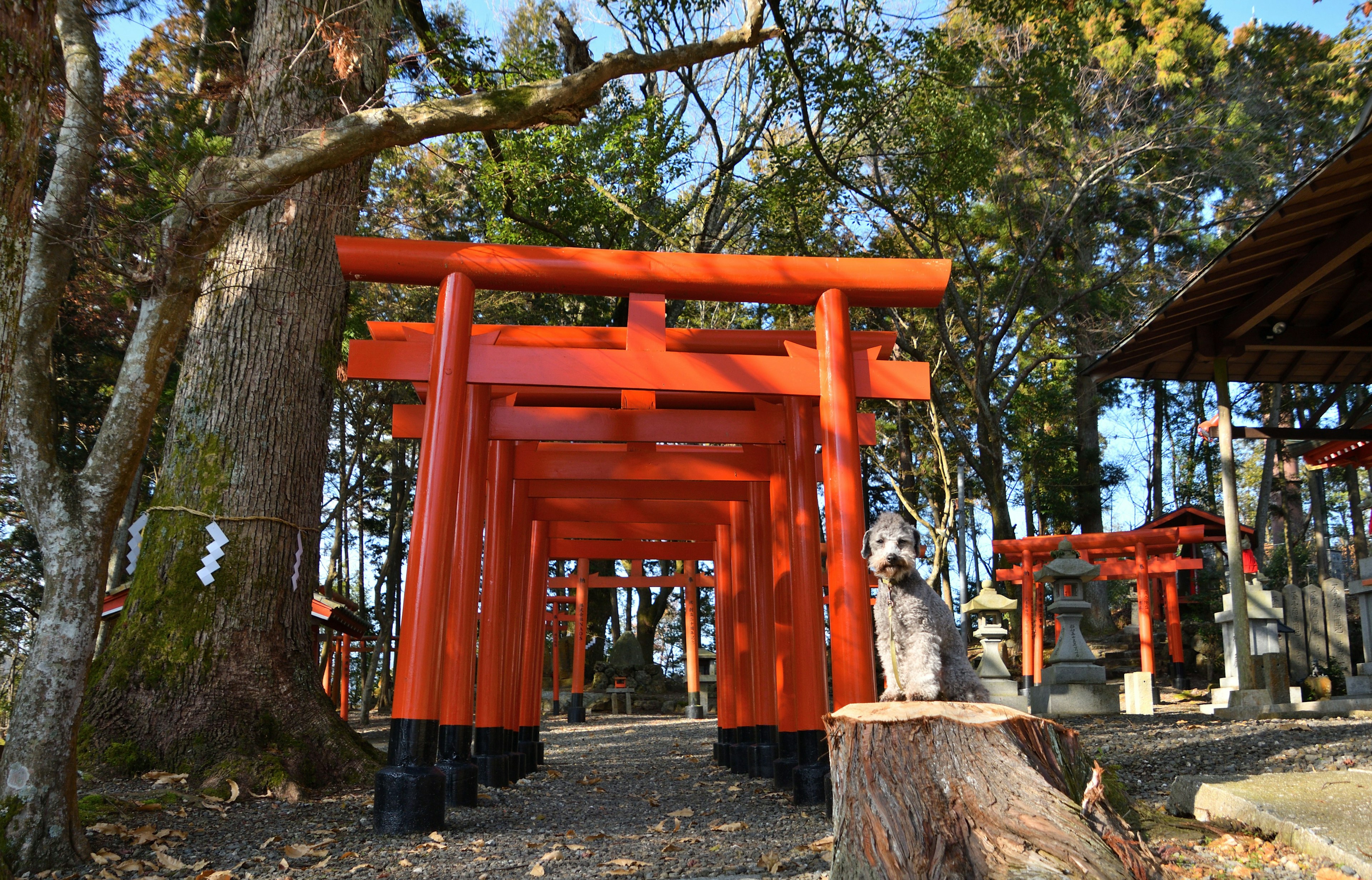 赤い鳥居が並ぶ神社の風景と木々