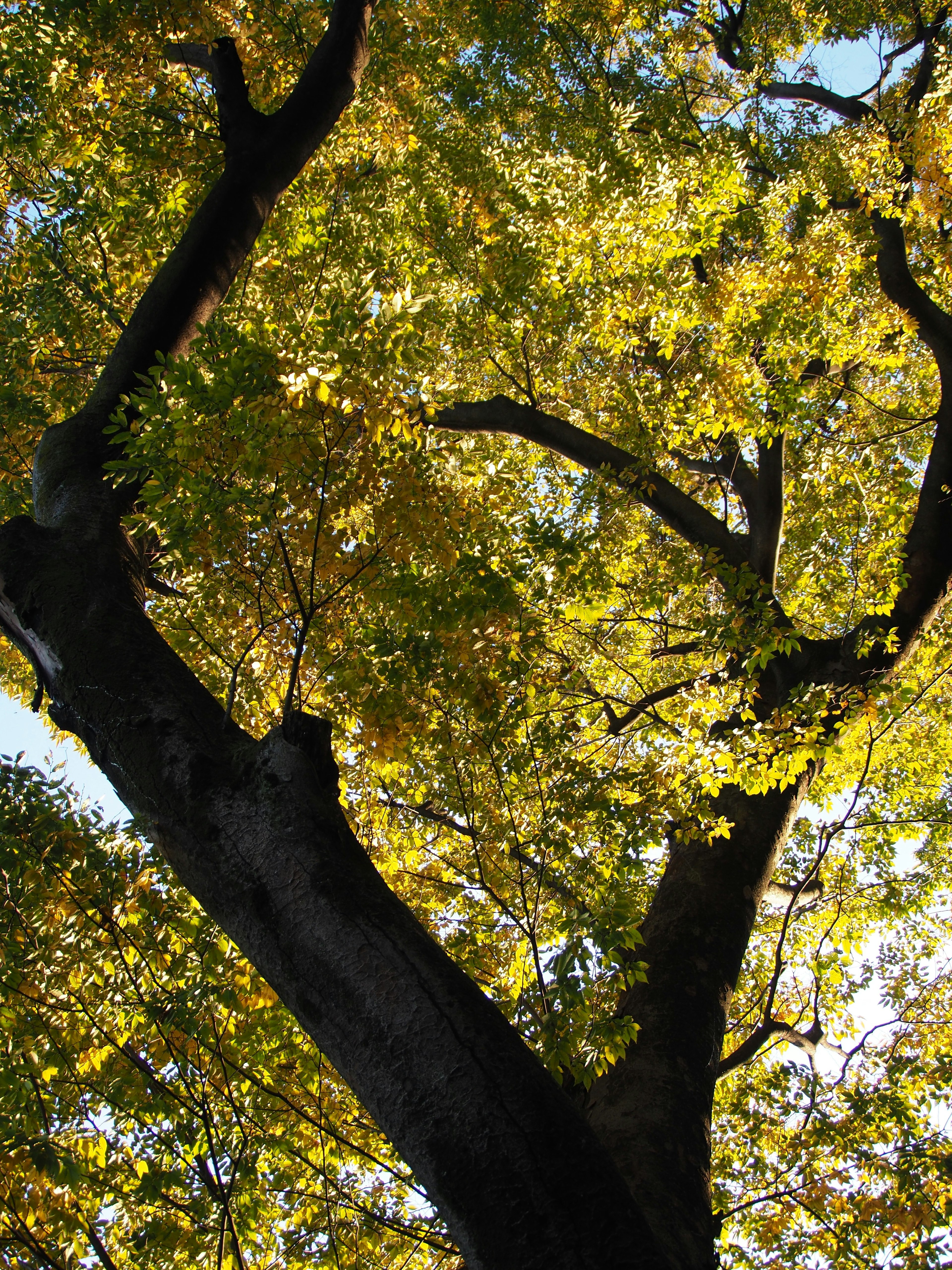 Foto de un árbol con hojas amarillas vibrantes