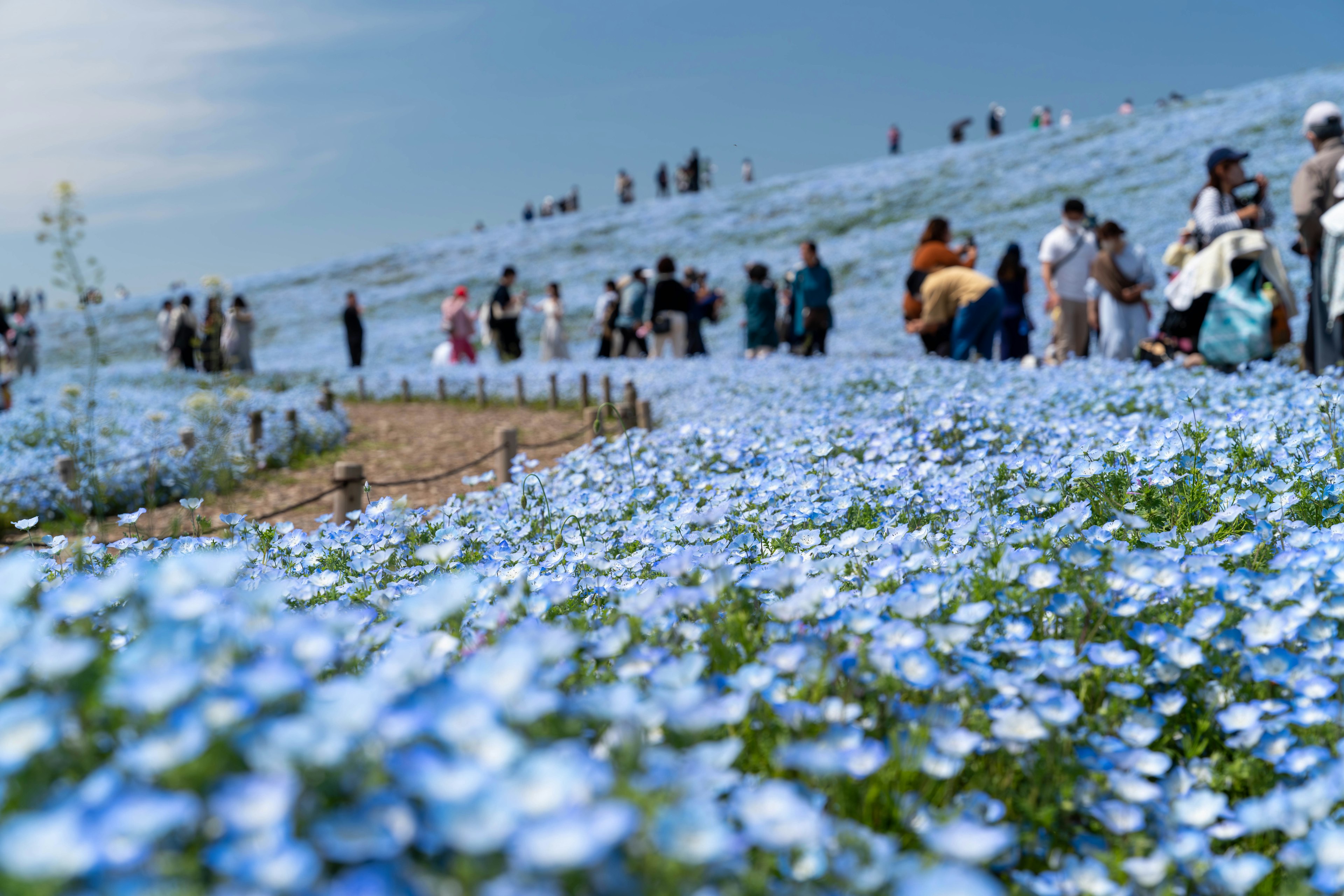 Un paisaje de flores azules con personas caminando