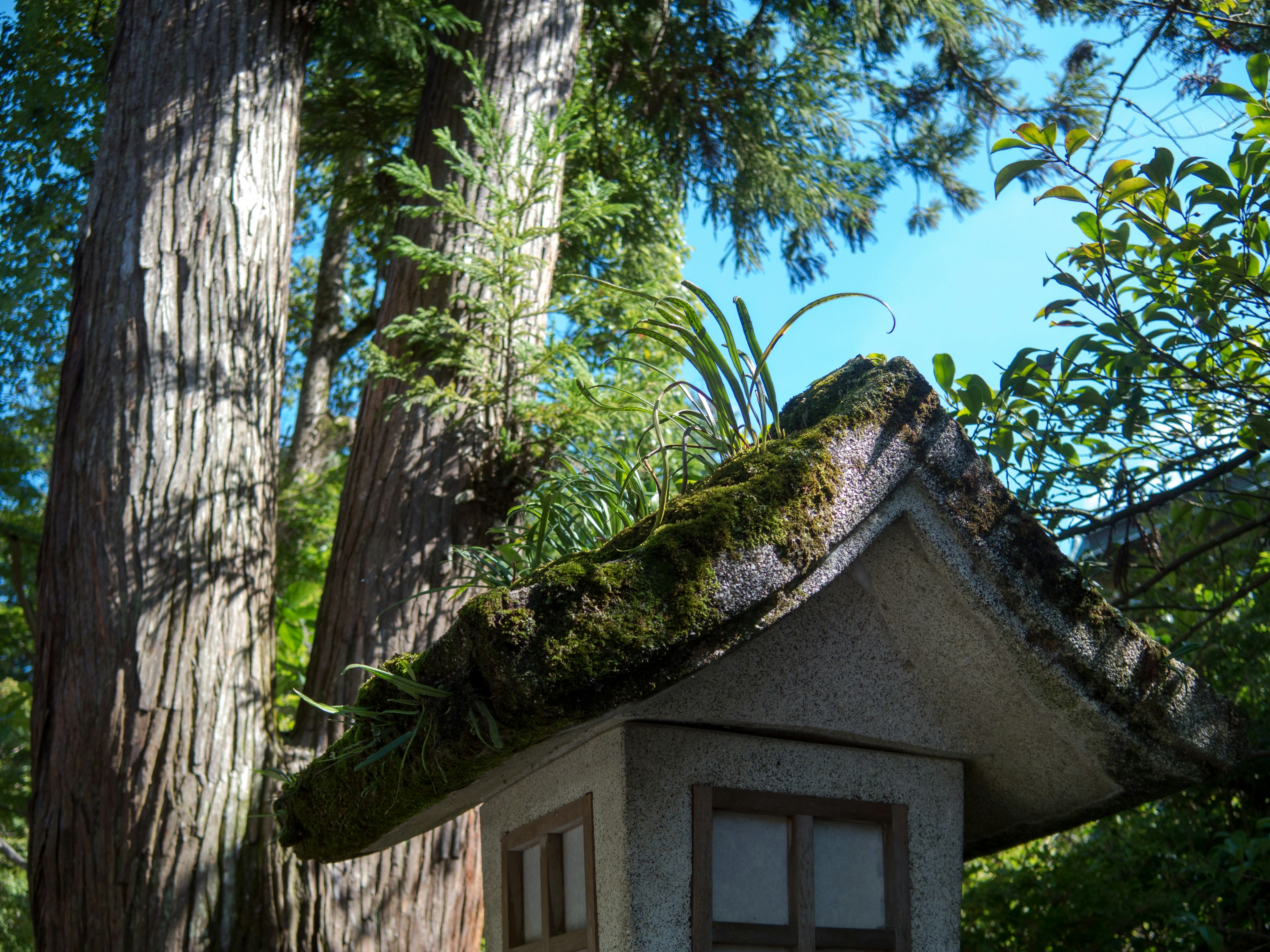 Piccolo edificio con tetto coperto di muschio circondato da alberi verdi