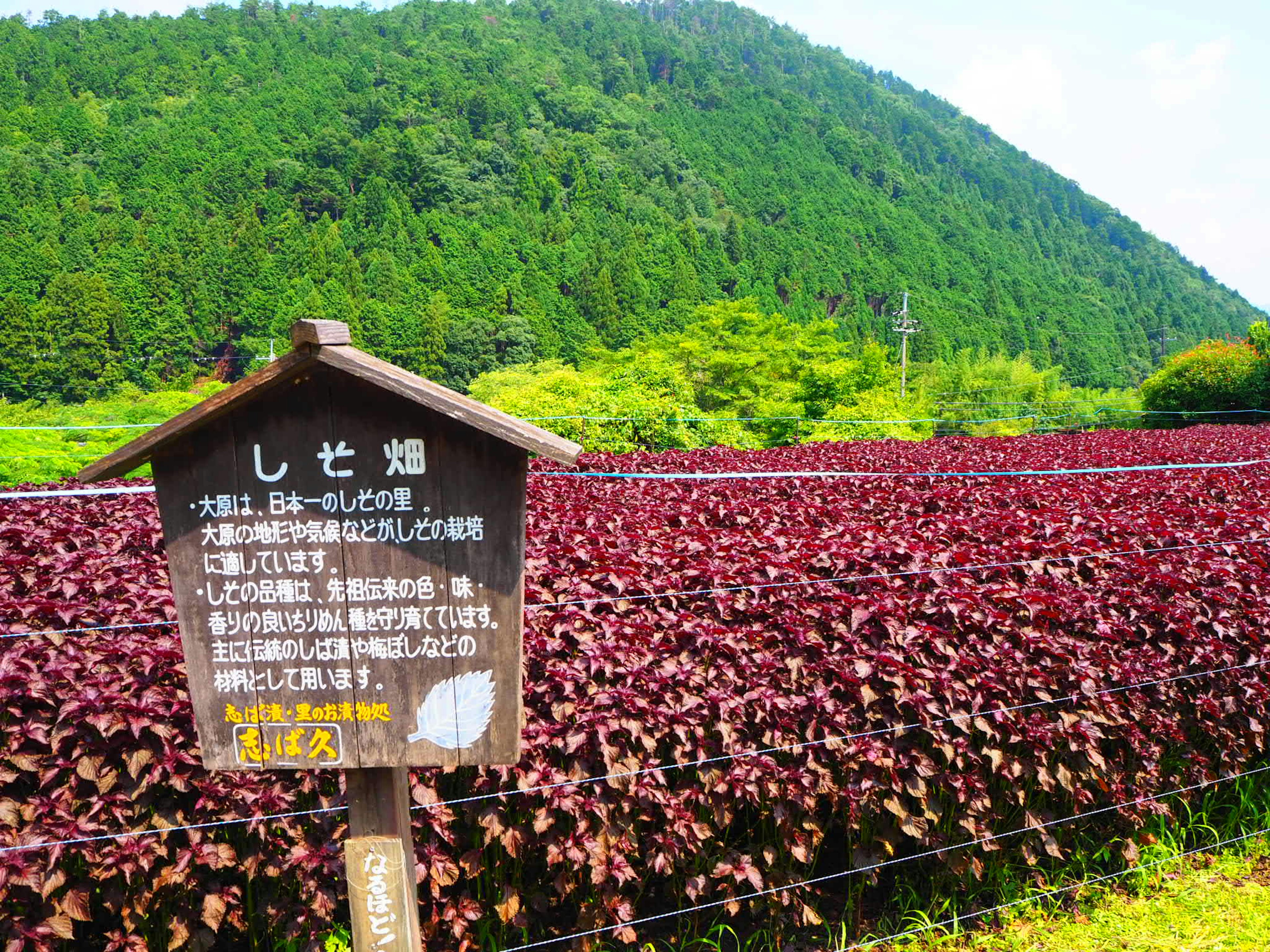 Landscape featuring a field of vibrant purple-leaved plants and an informational sign