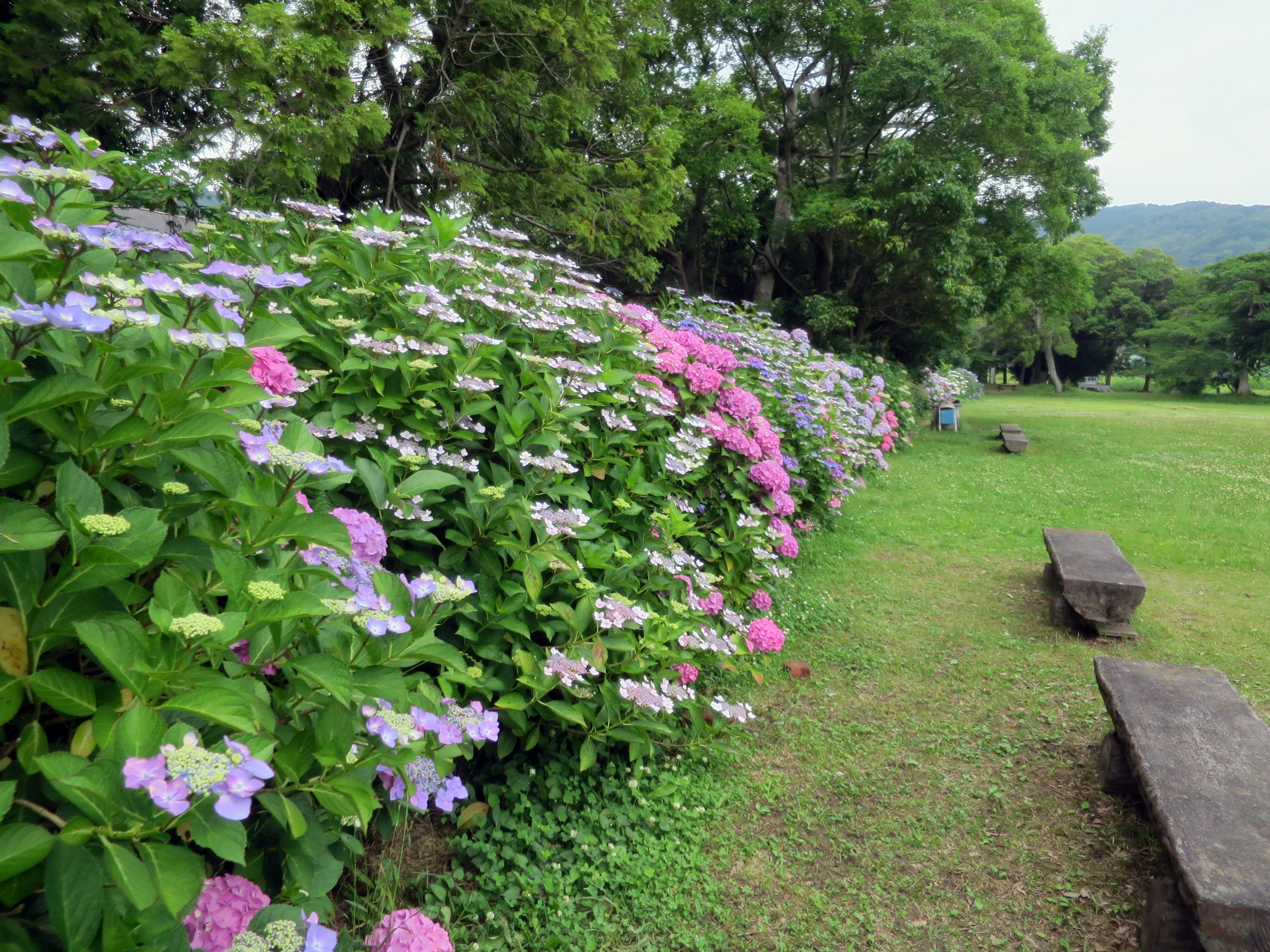 色とりどりのアジサイが咲く公園の風景