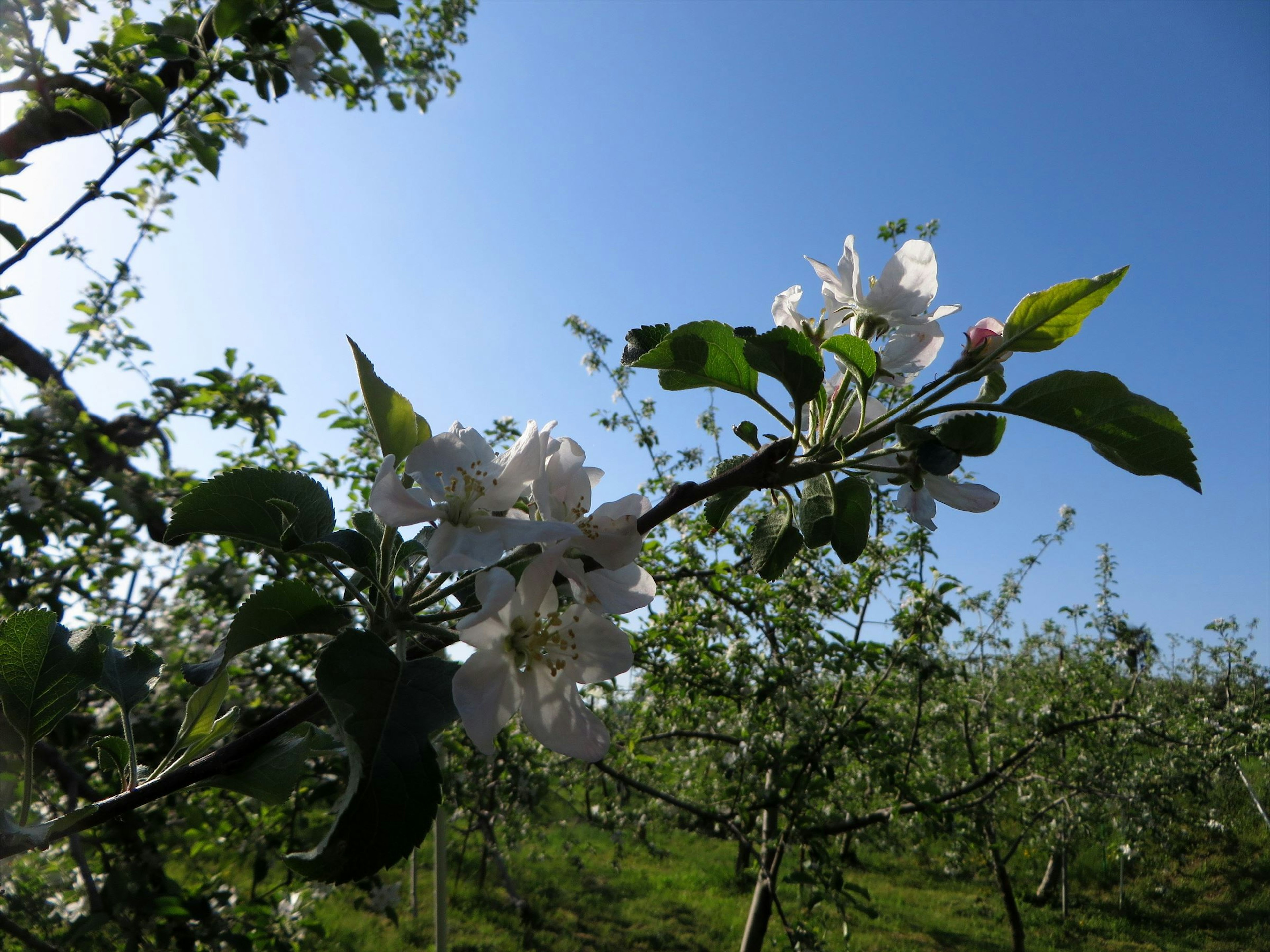 A branch of an apple tree with white flowers and green leaves under a blue sky