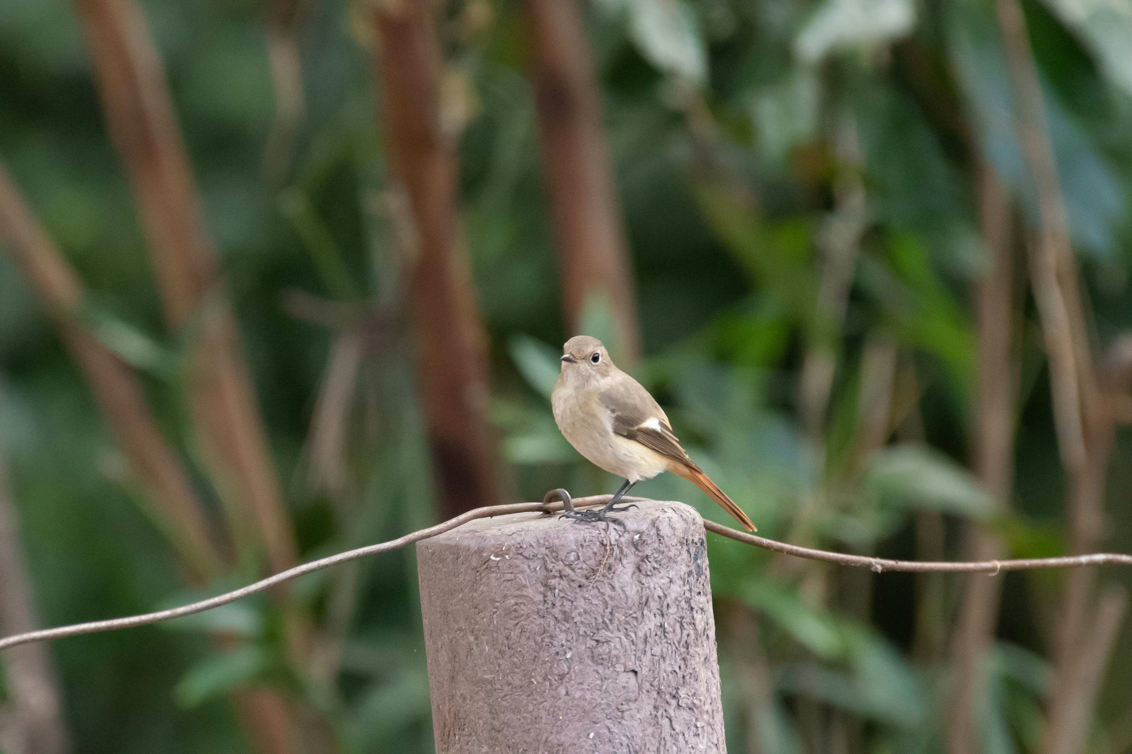 Seekor burung kecil bertengger di tiang kayu dengan latar belakang dedaunan hijau