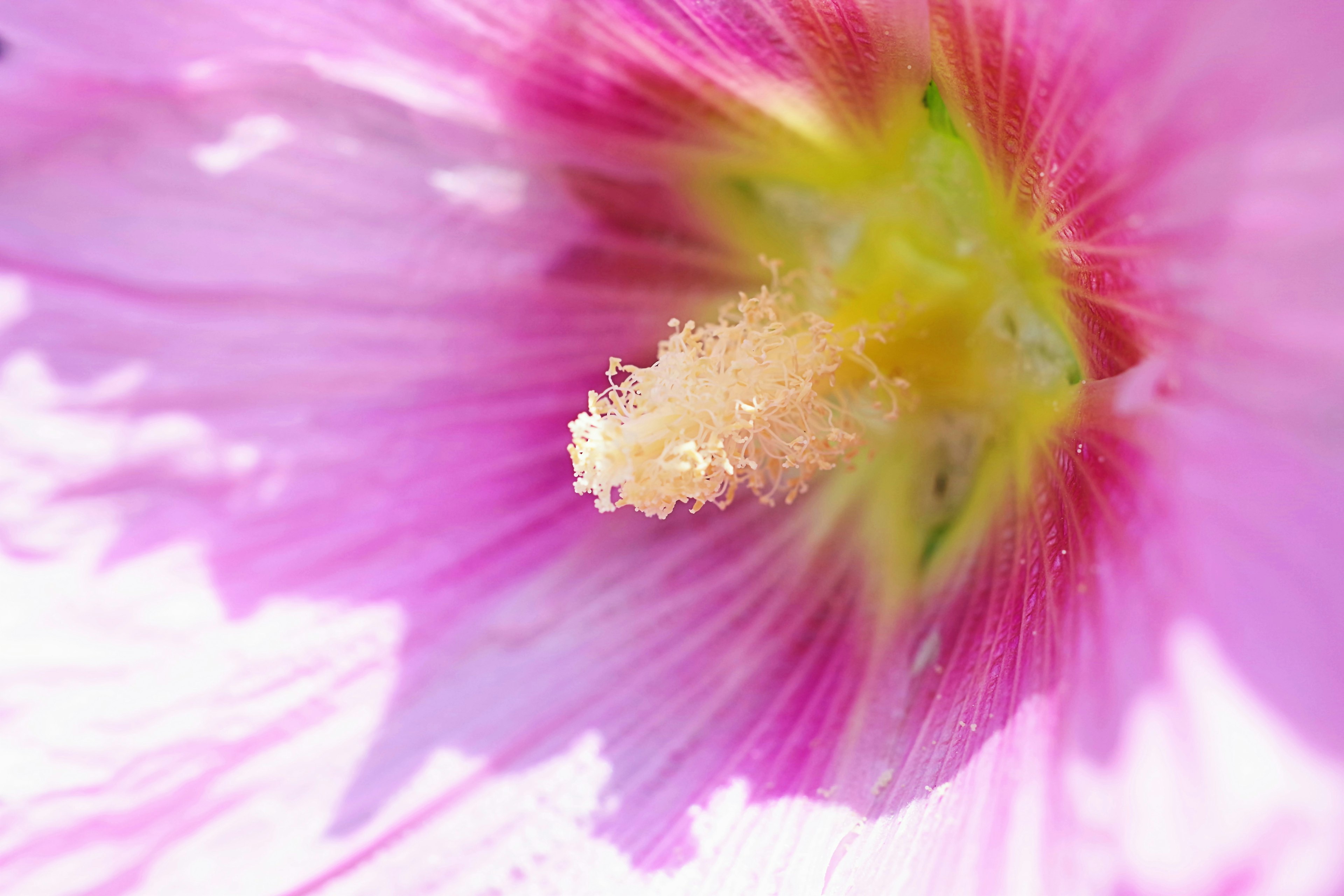 Close-up of the center of a pink flower with prominent fluffy pollen