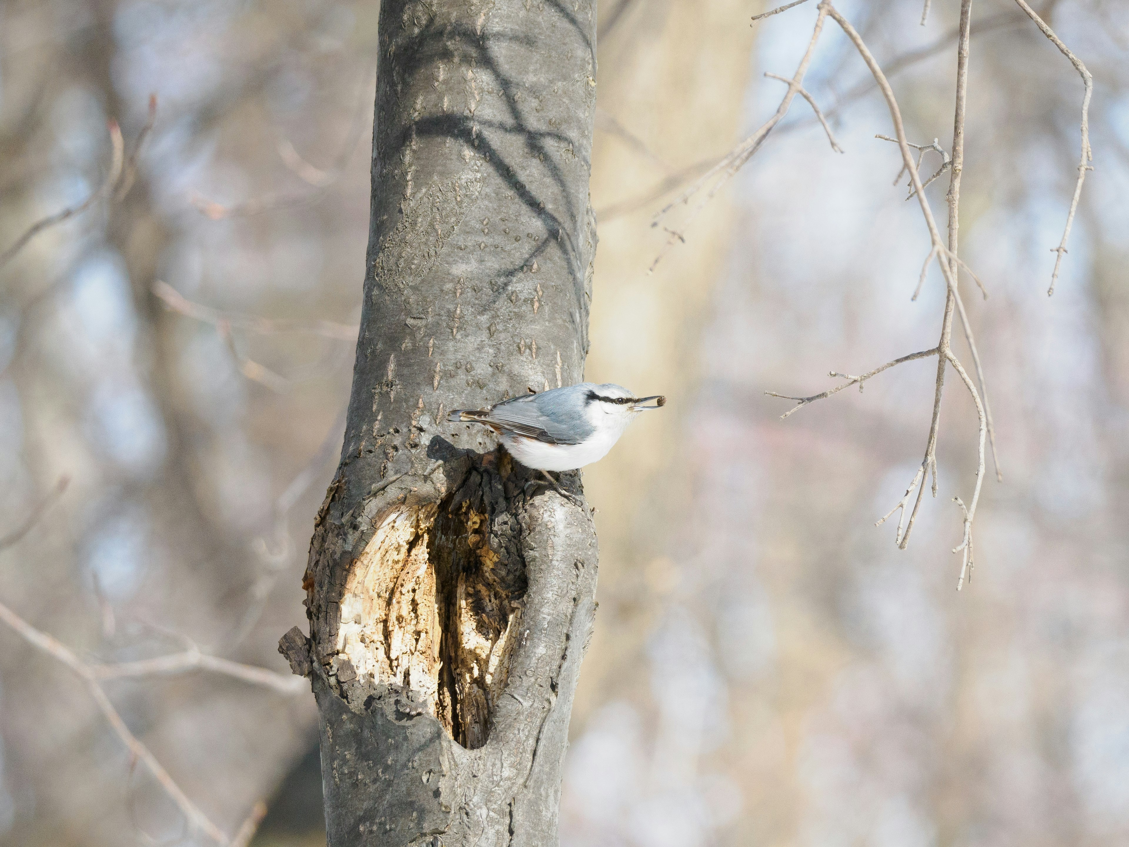 A small bird perched on a tree trunk with a hollow