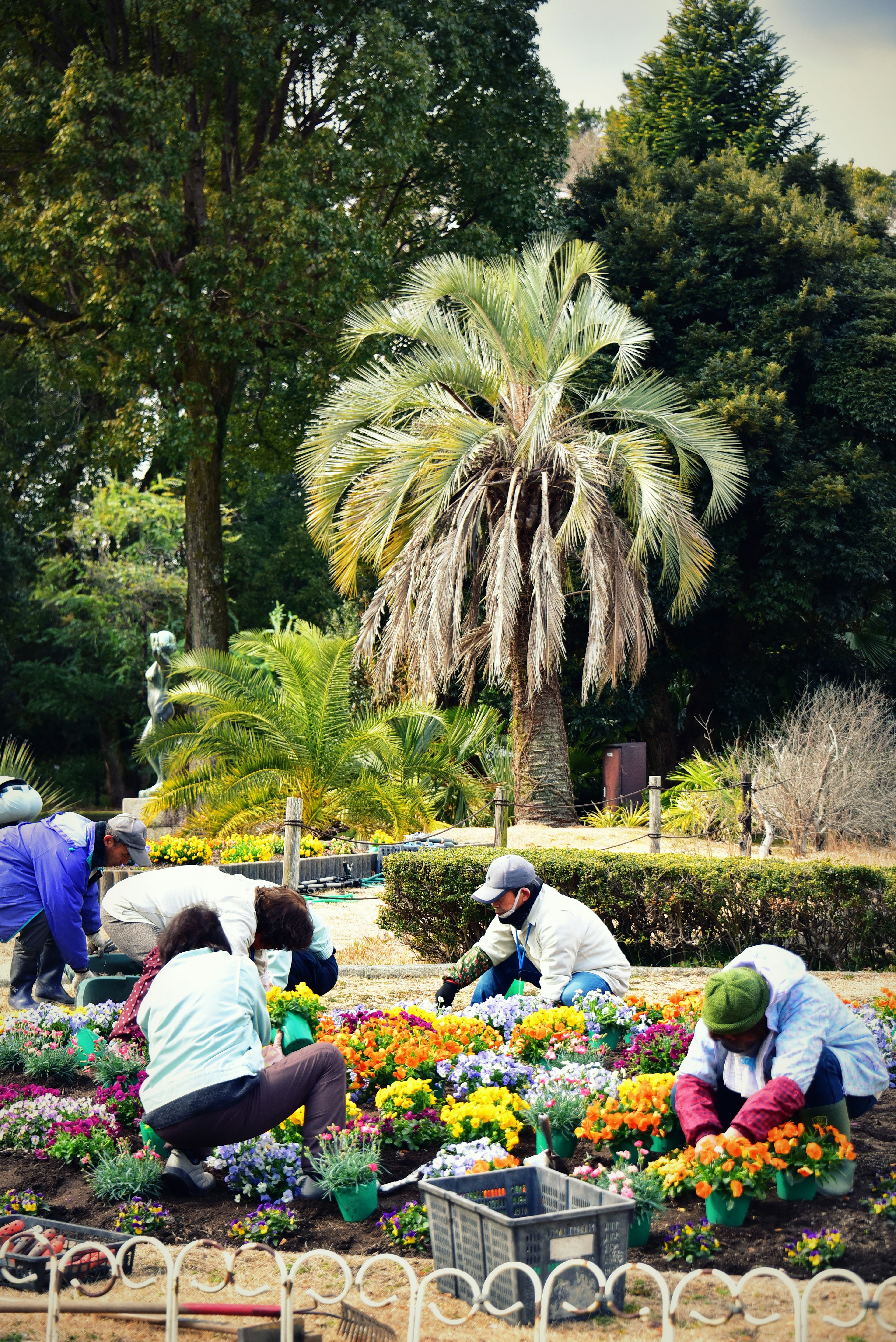 People planting flowers in a garden with a palm tree in the background