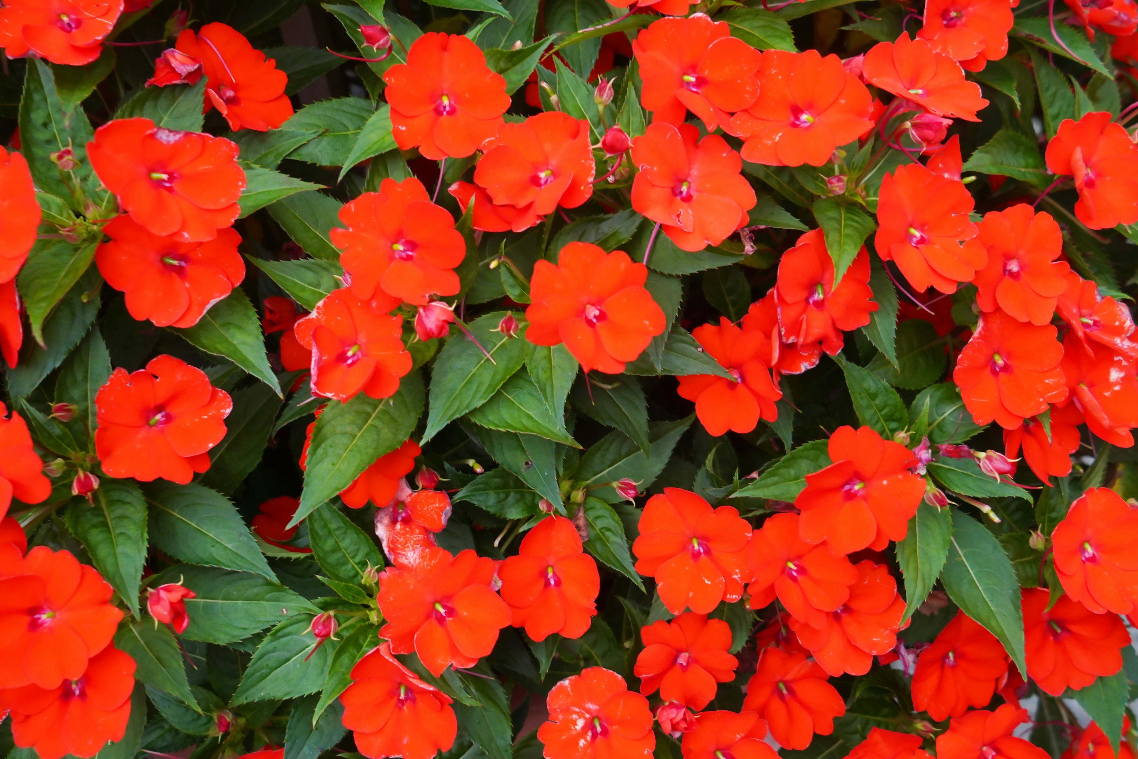 Fleurs d'impatiens rouges vibrantes en grappes denses