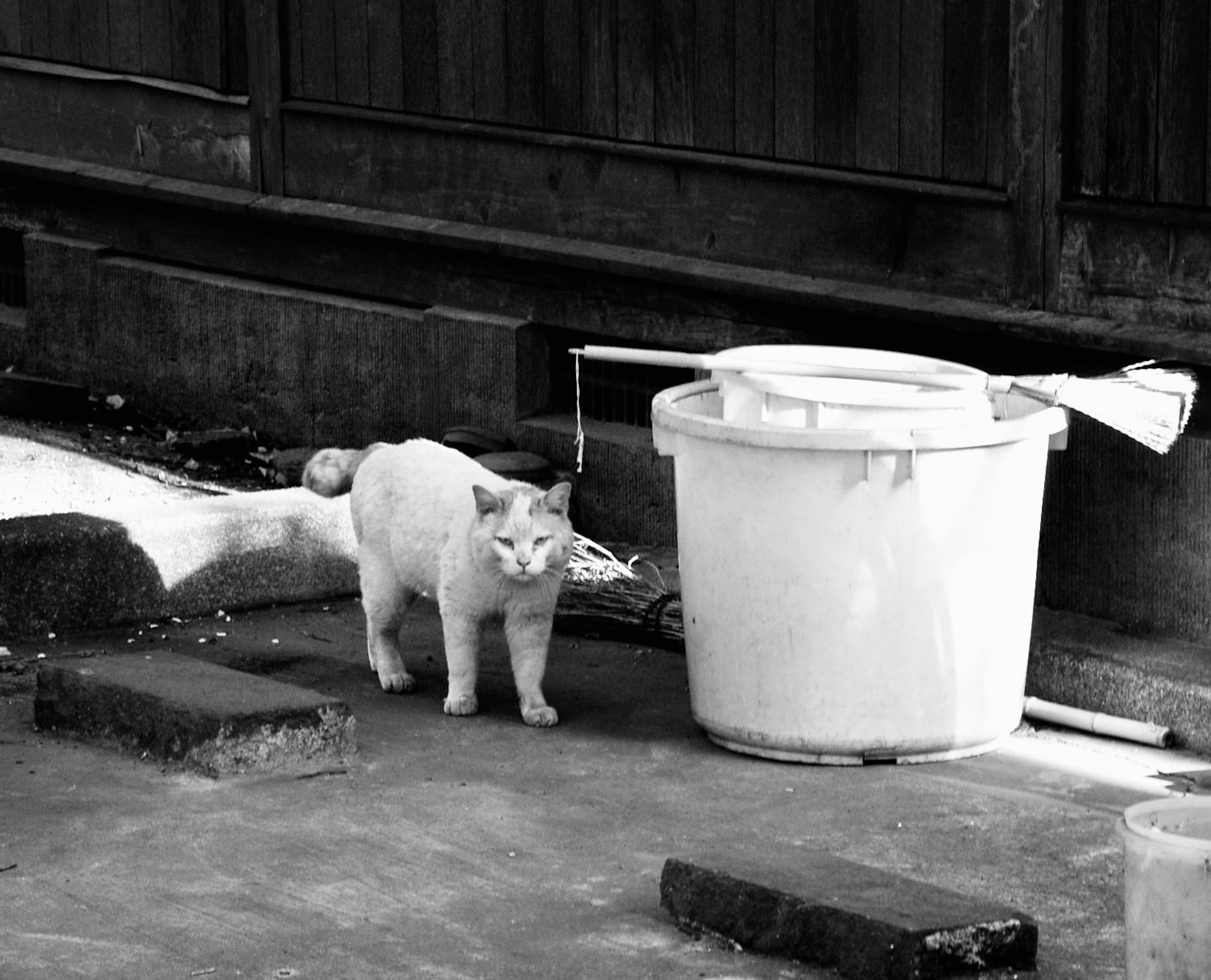 Un gatto bianco in piedi vicino a un secchio bianco in un'immagine in bianco e nero