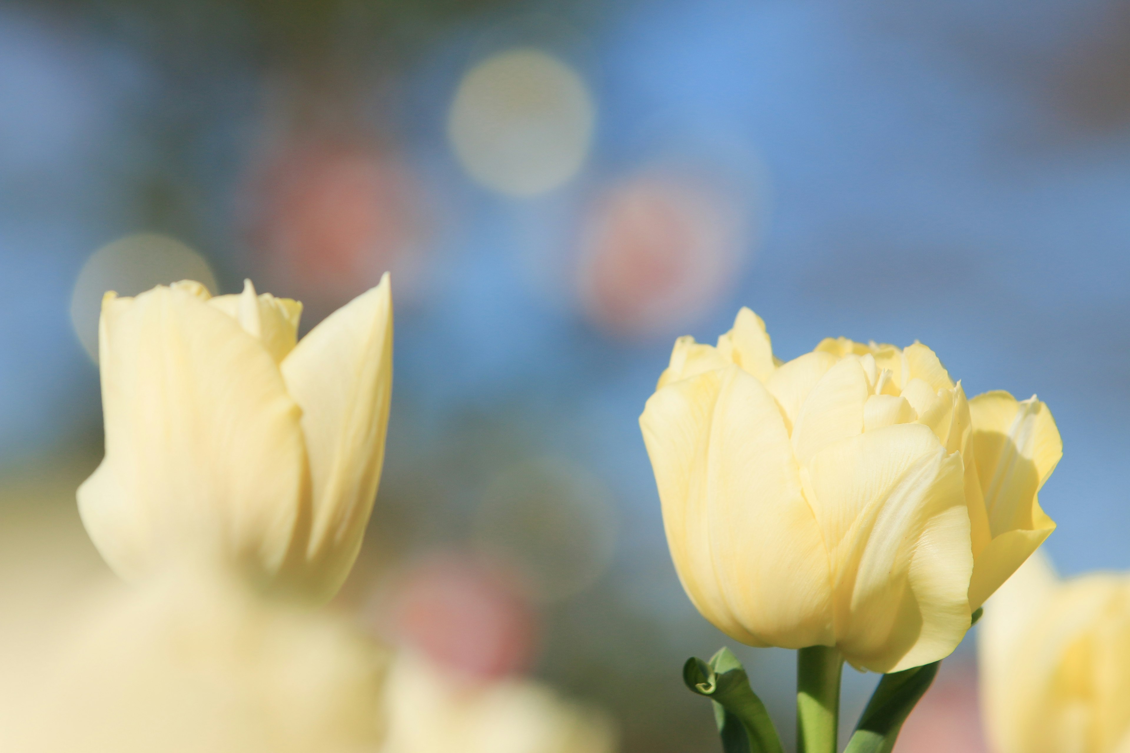 Soft yellow tulips in bloom with blurred colorful bokeh in the background