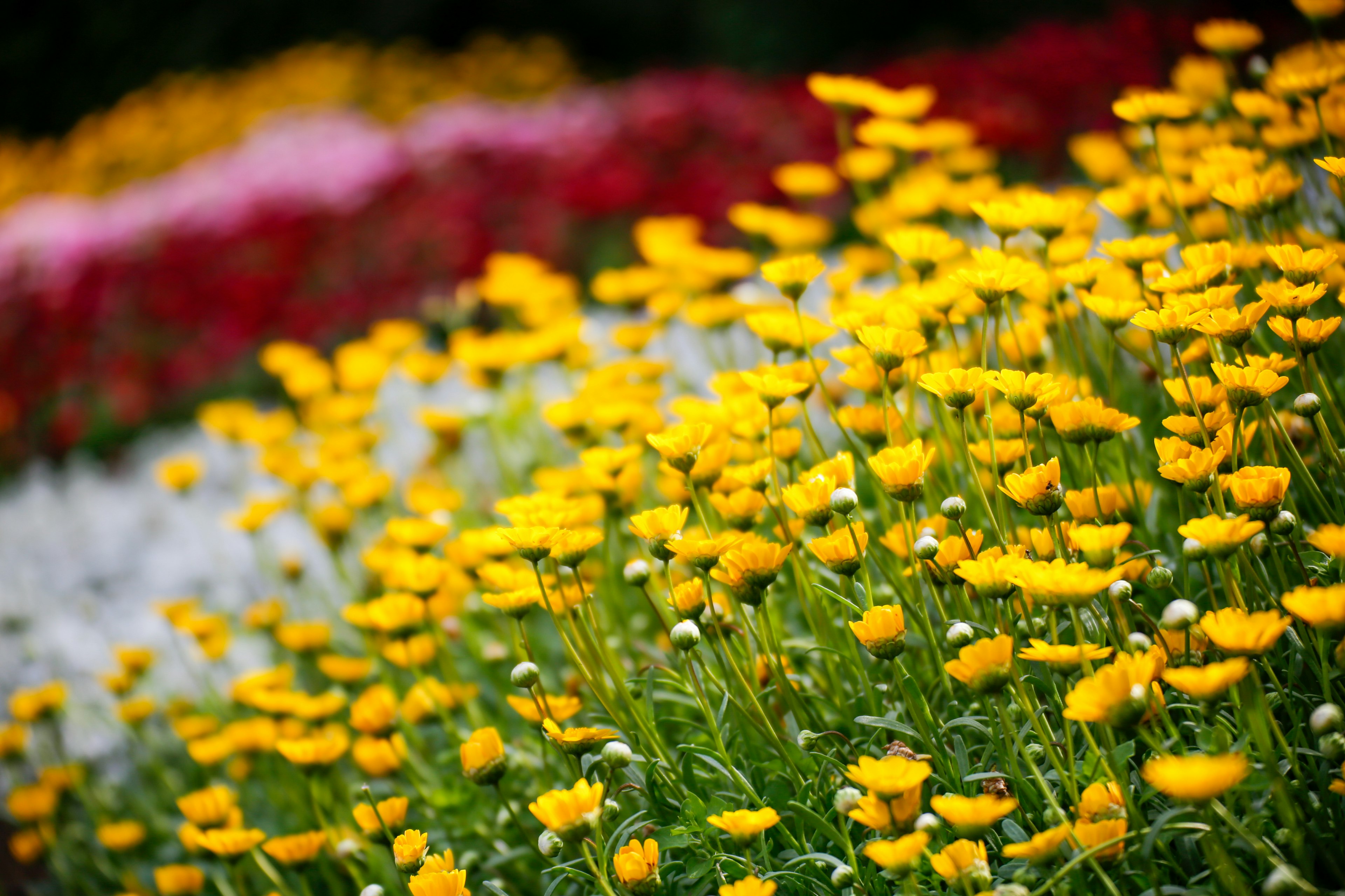 Campo de flores vibrantes con flores amarillas en primer plano y flores rojas y blancas en el fondo