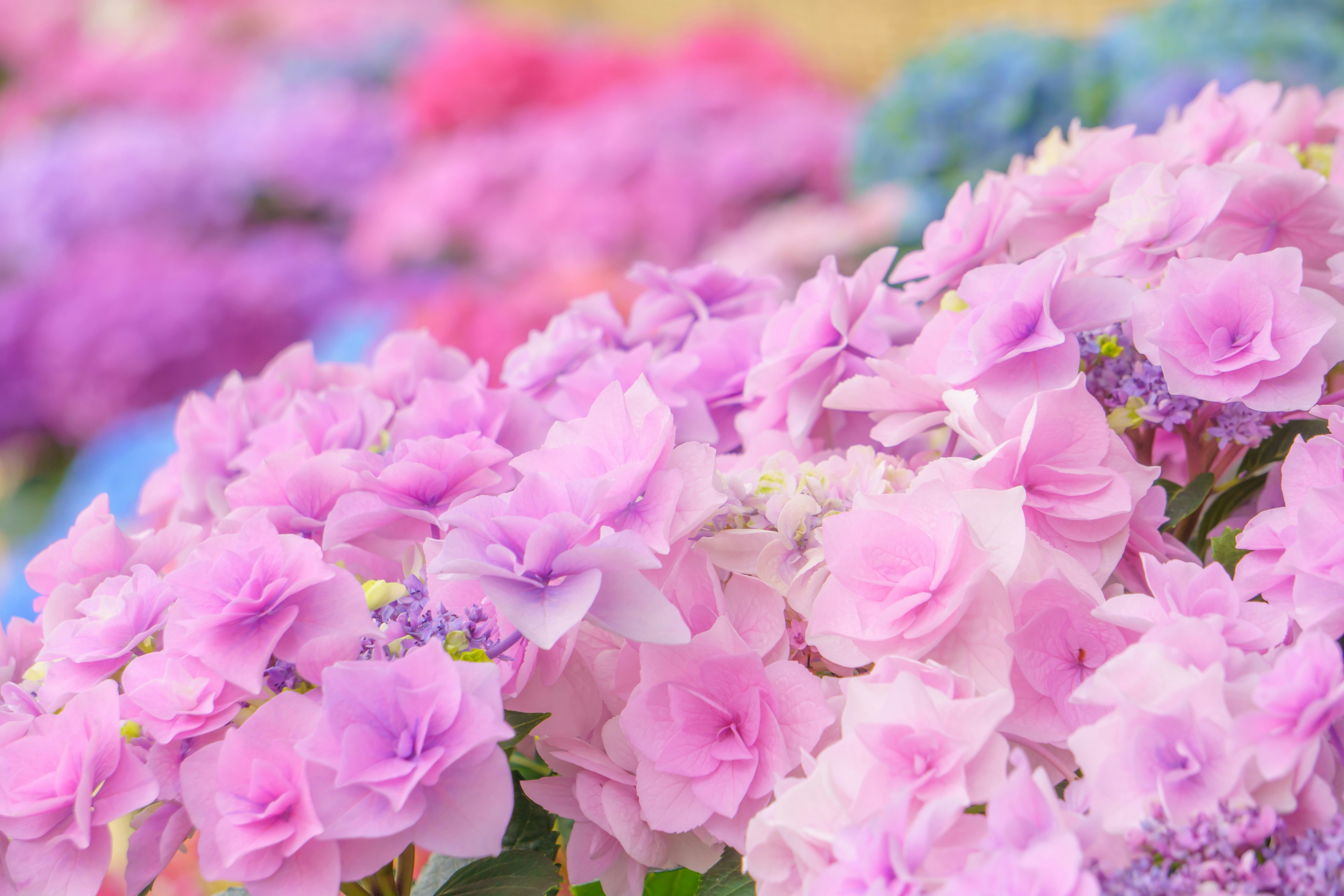 Hortensias colorés en fleurs dans un jardin