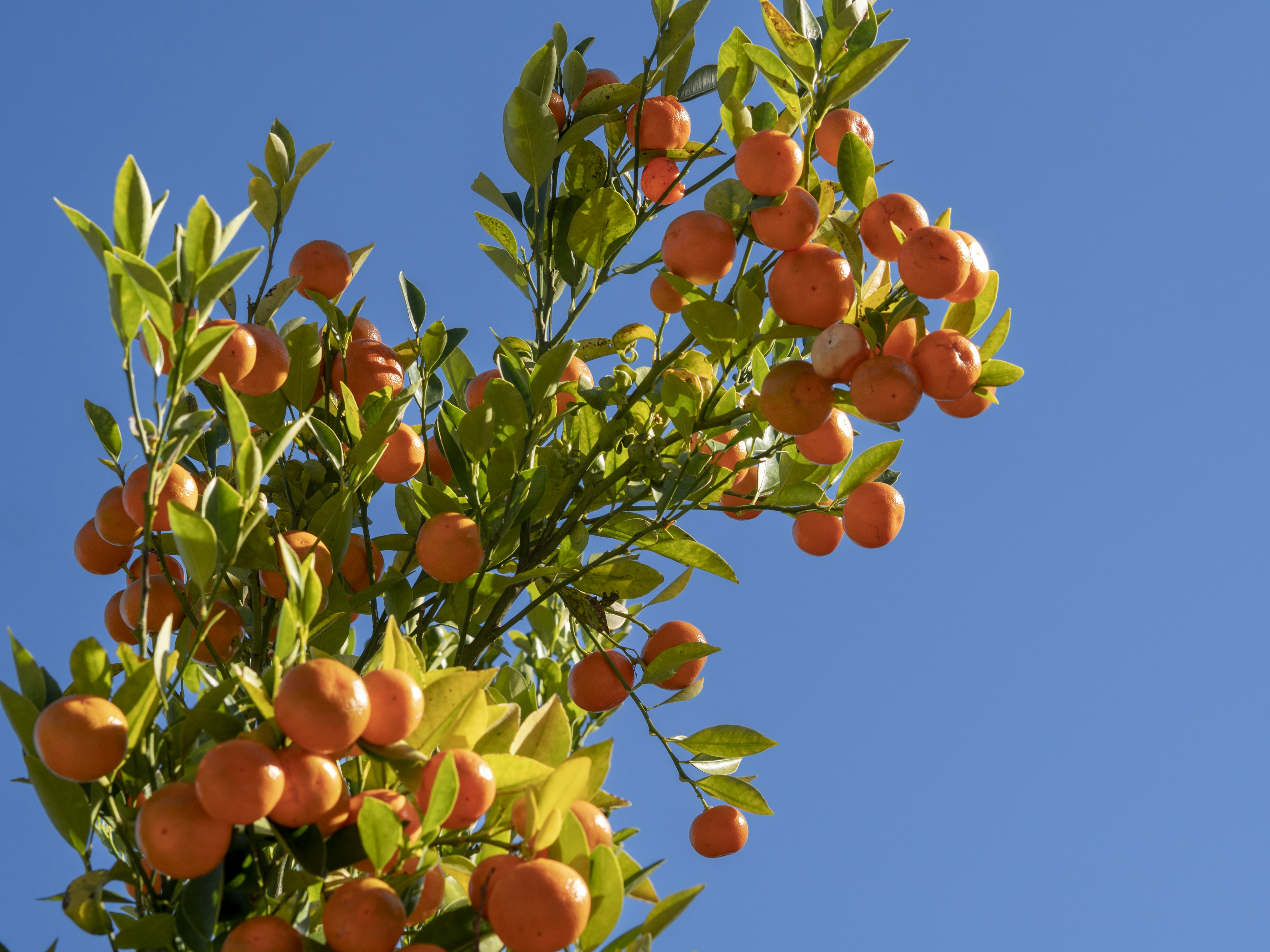 Zweig eines Orangenbaums voller leuchtend oranger Früchte vor einem klaren blauen Himmel