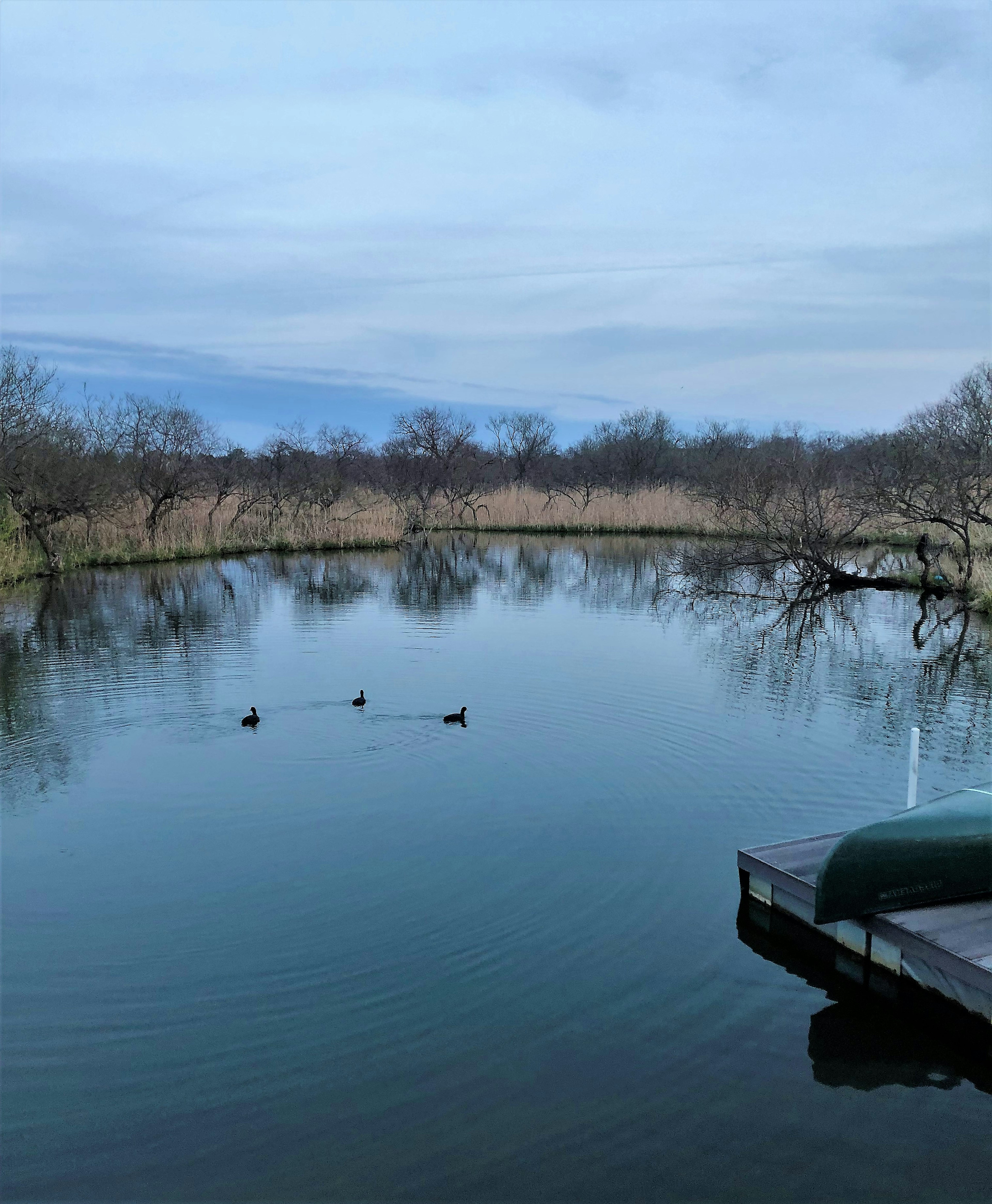 Surface d'eau calme avec des canards et paysage naturel environnant