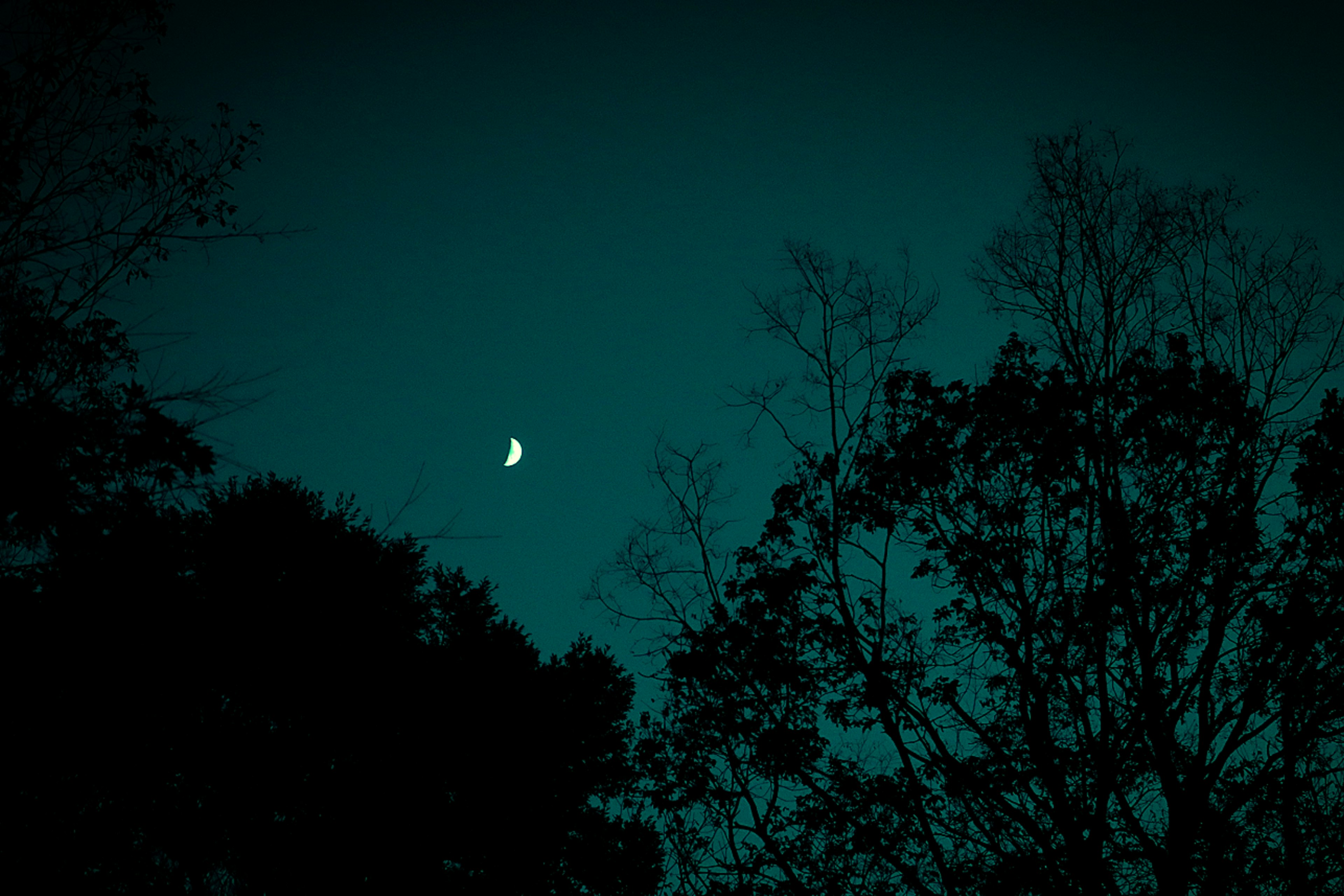 Luna crescente nel cielo notturno con alberi in silhouette