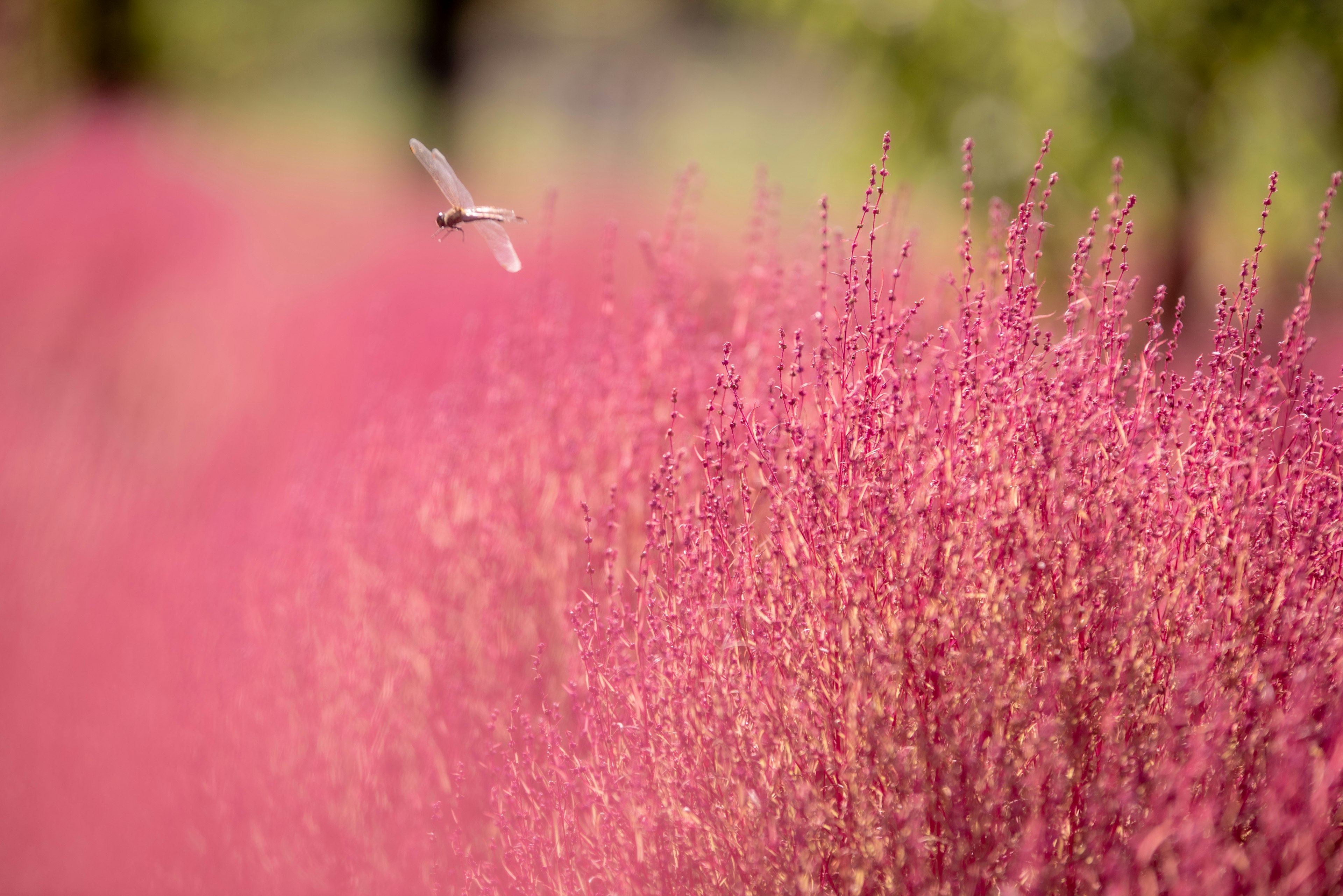 Ein Vogel fliegt über ein lebhaftes rosa Blumenfeld