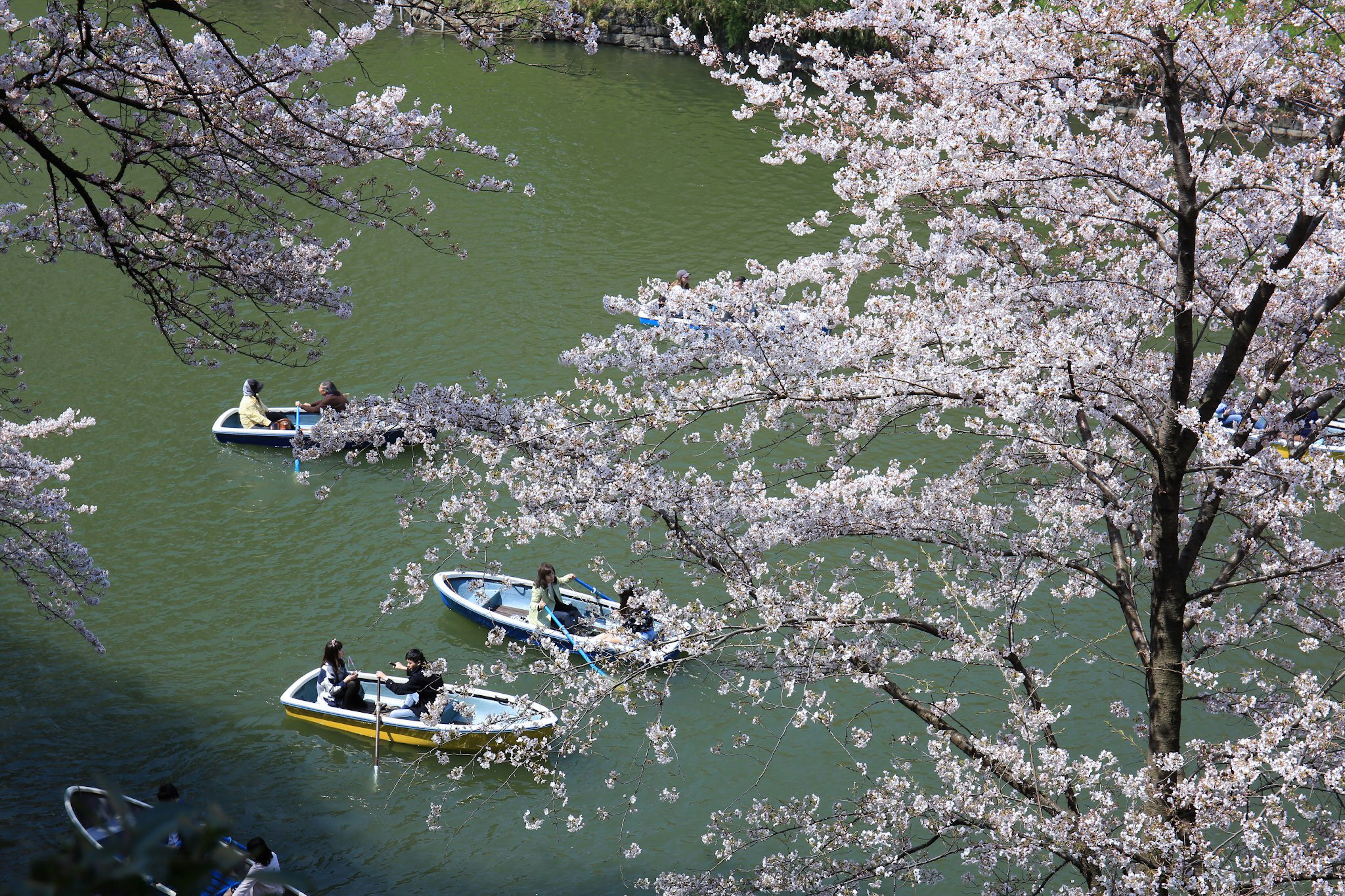 Des gens profitant de la navigation sur une rivière entourée de cerisiers en fleurs