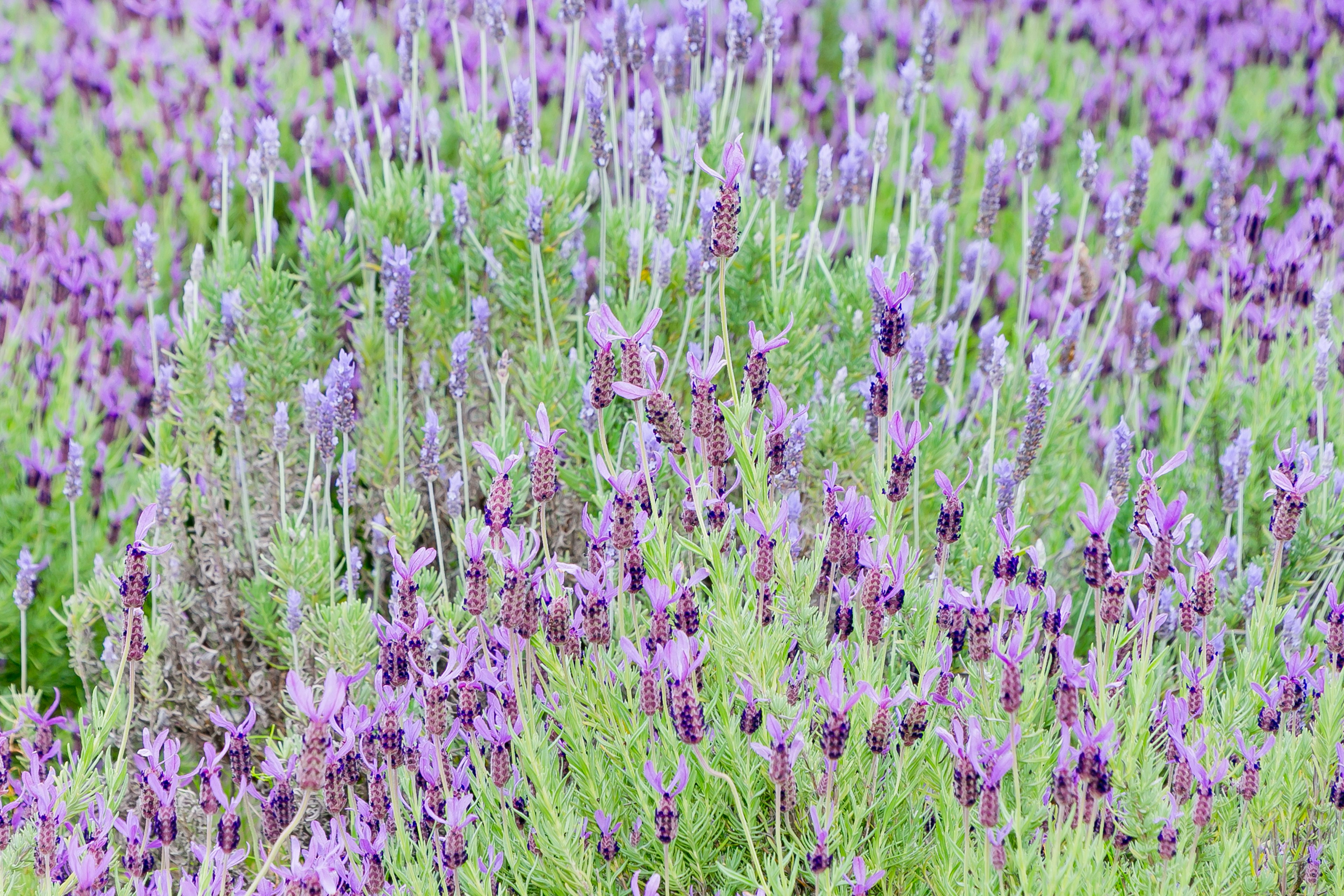 Ladang bunga lavender ungu yang sedang mekar