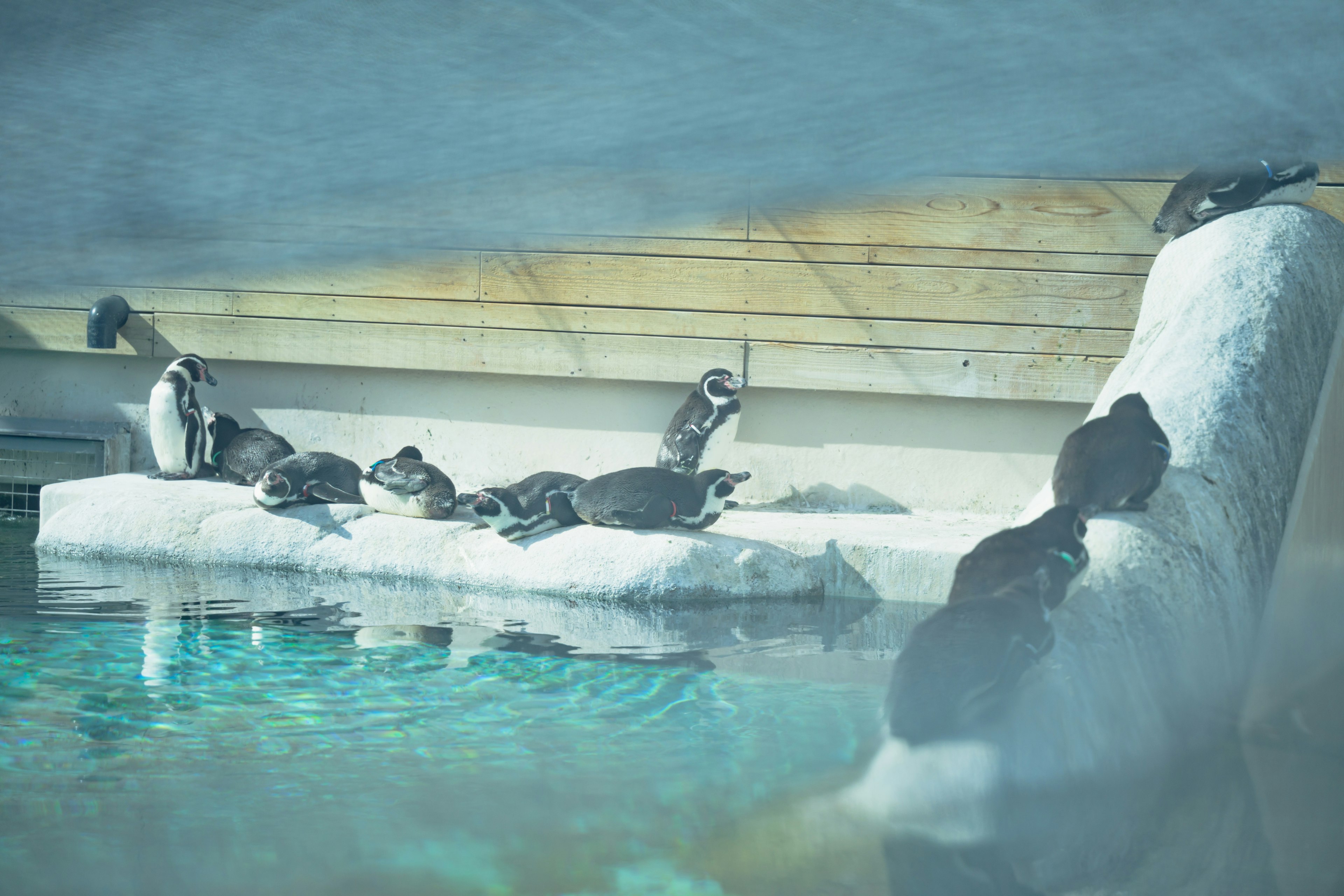 Penguins resting on a white sofa by the water