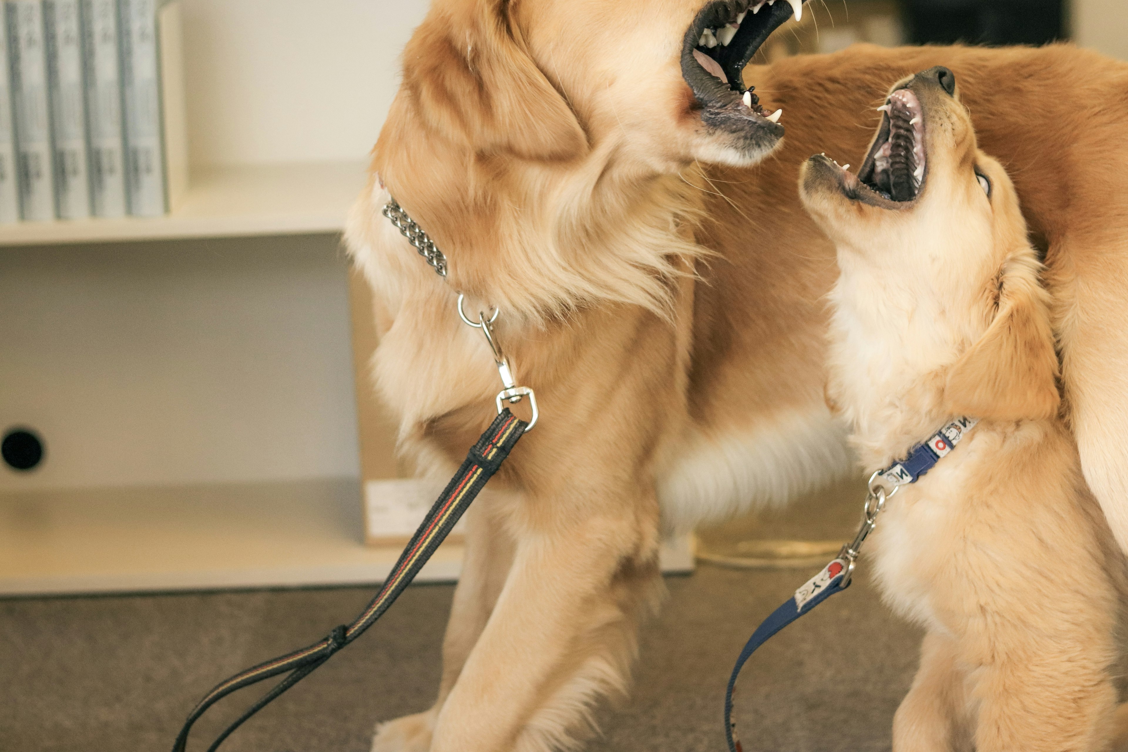 Dos golden retrievers ladrando uno al otro