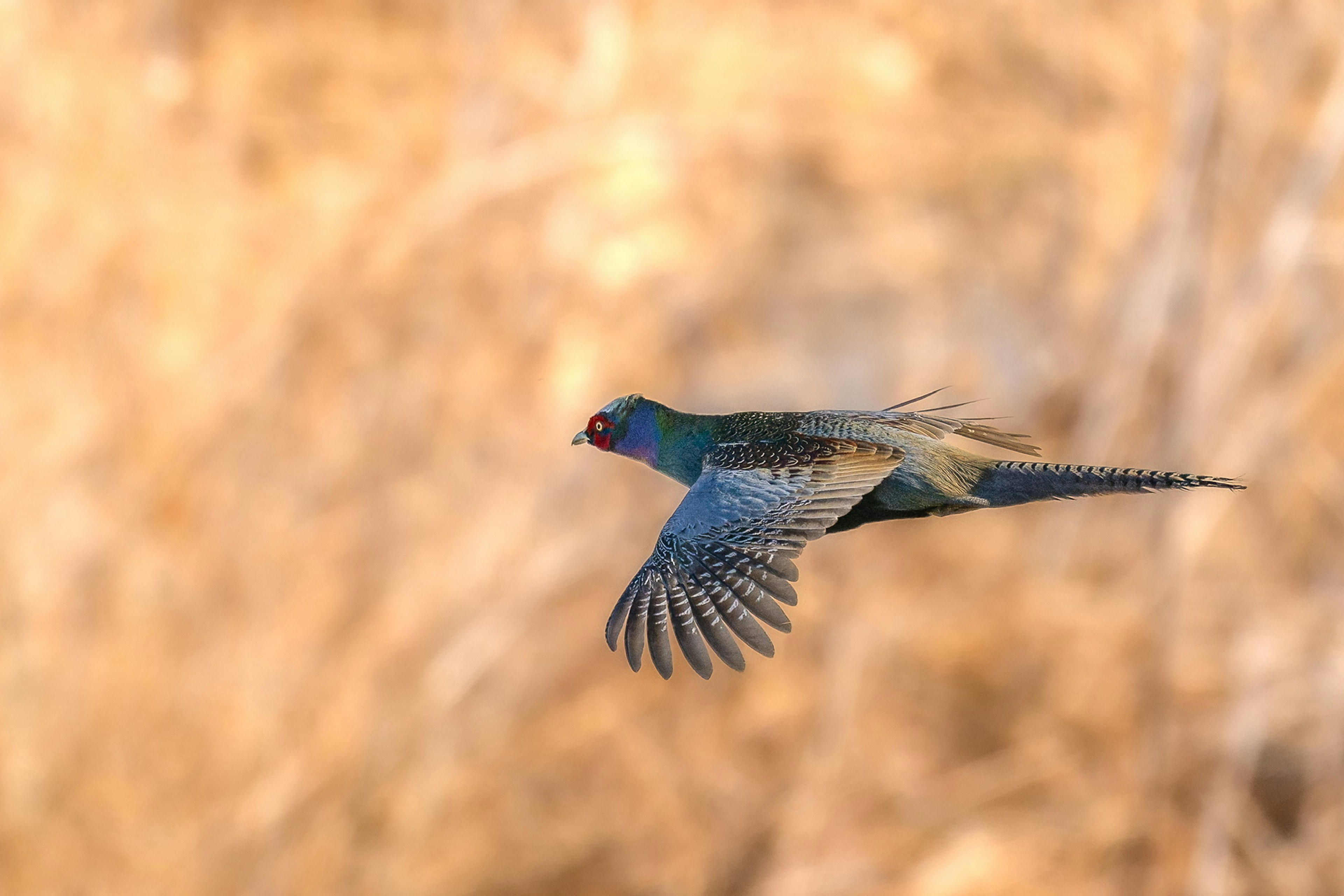 Un pájaro colorido en vuelo con fondo dorado borroso