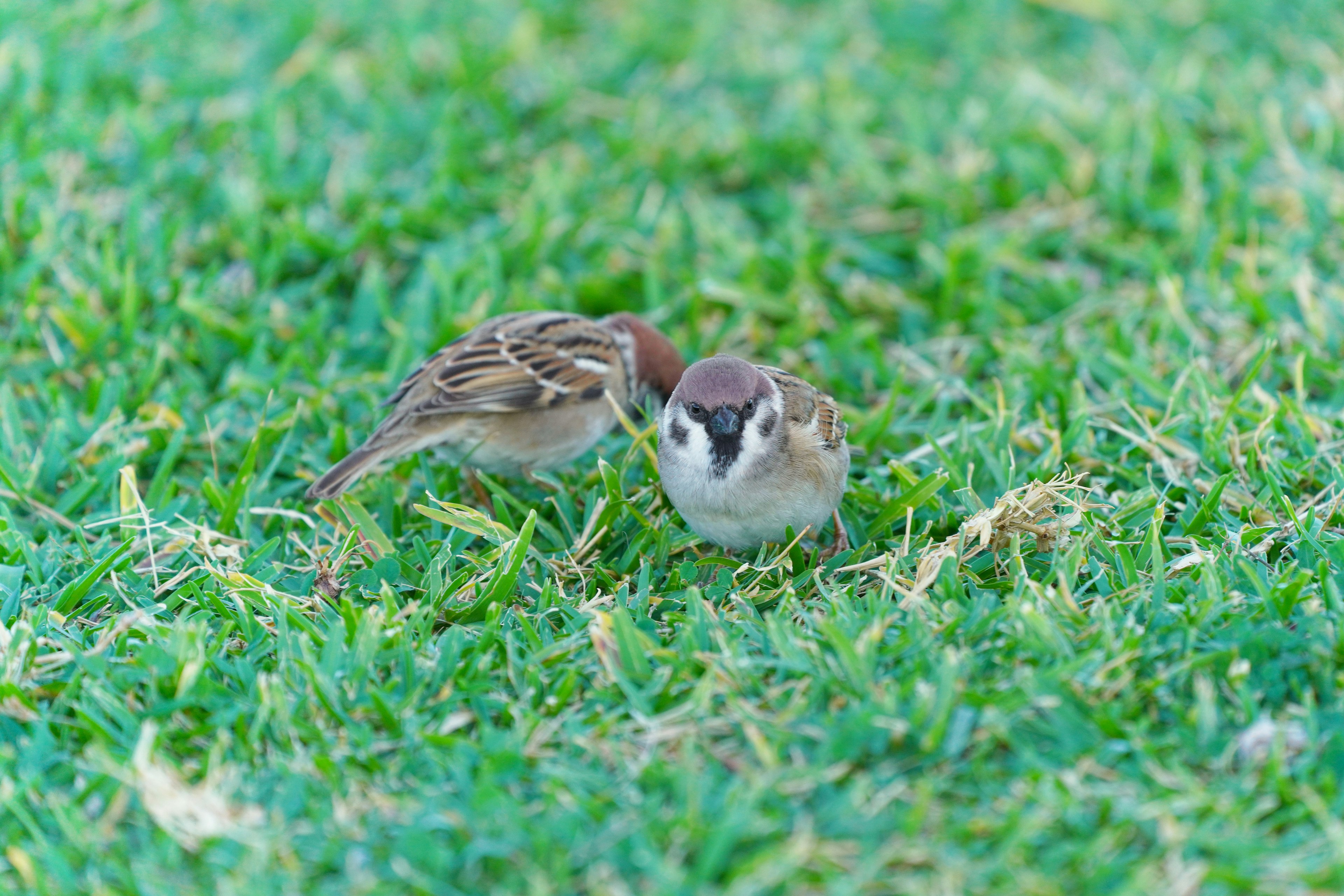 Deux moineaux blottis l'un contre l'autre sur de l'herbe verte