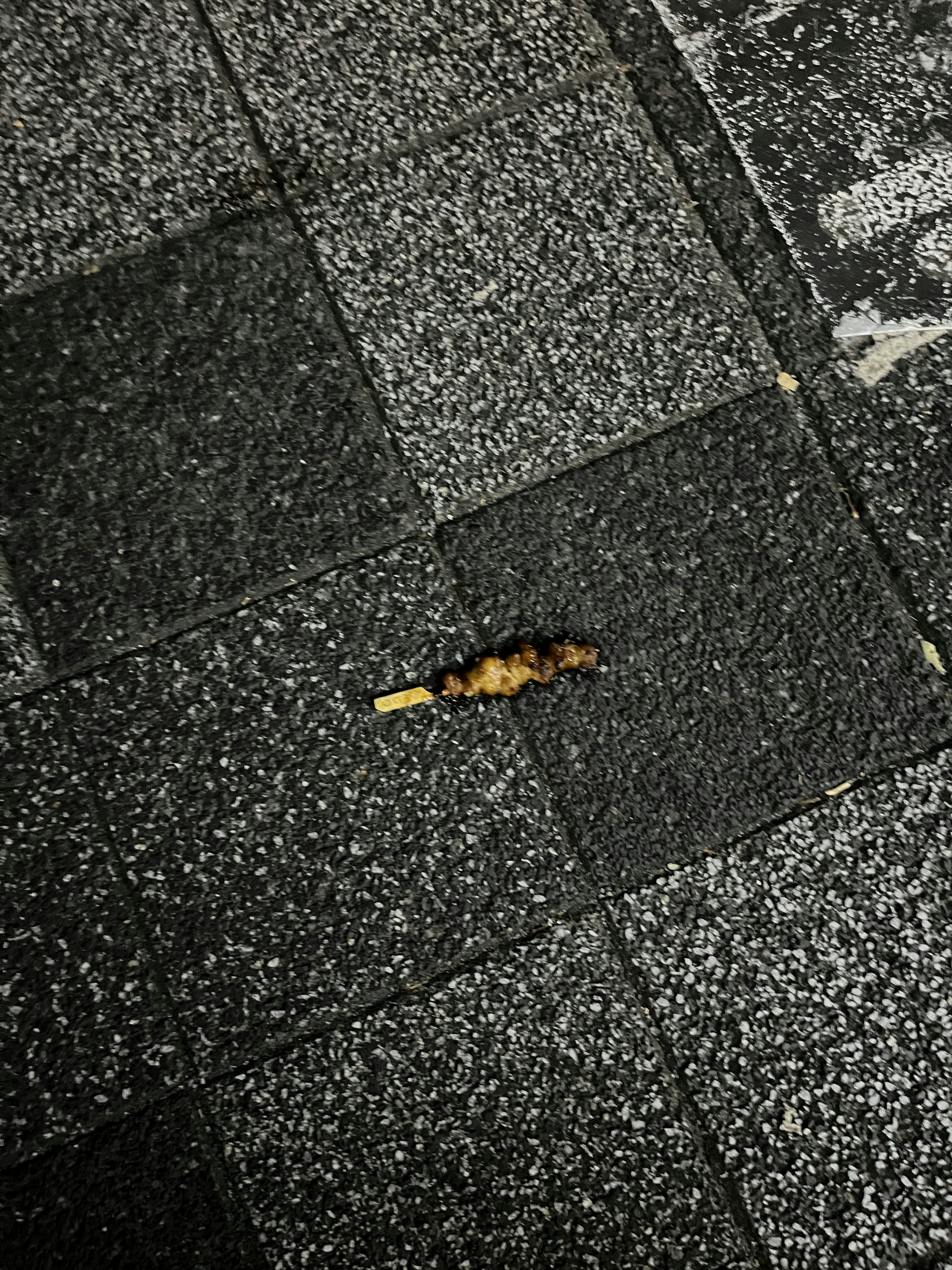 A small insect-like creature on a black tiled pavement