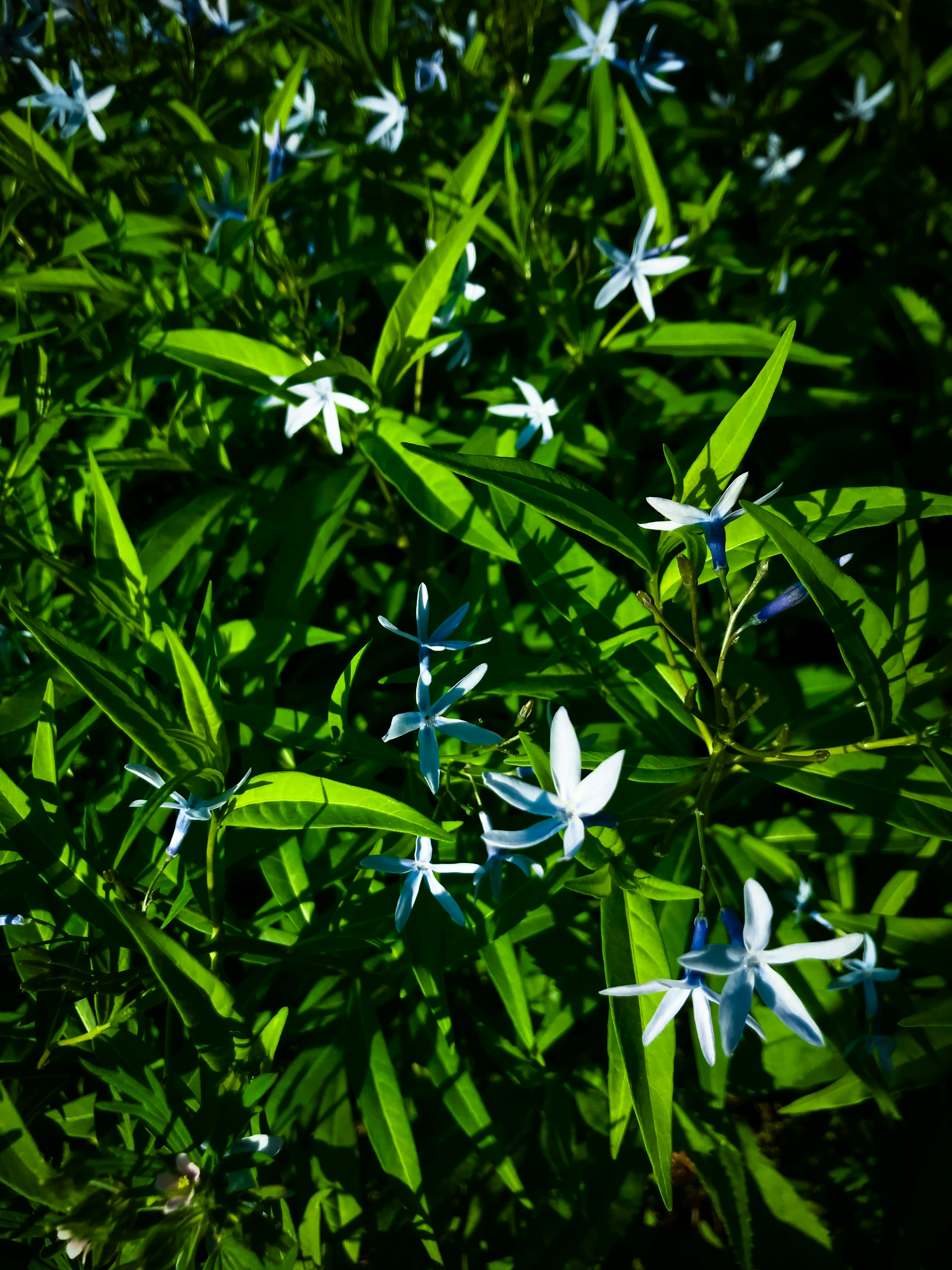 Raggruppamento di piccoli fiori blu tra le foglie verdi lussureggianti