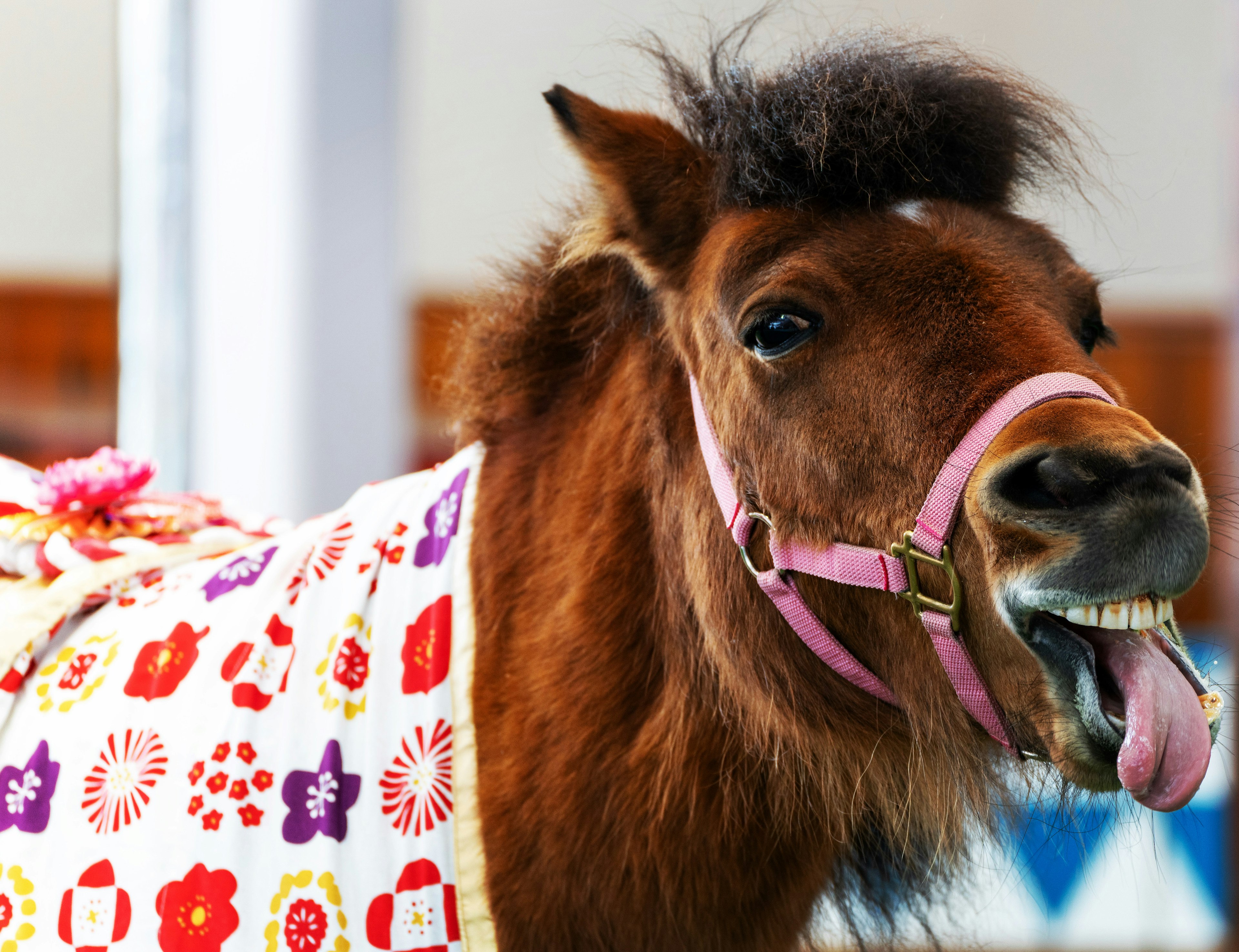 カラフルな模様の毛布を着た小さな馬が笑顔で舌を出している