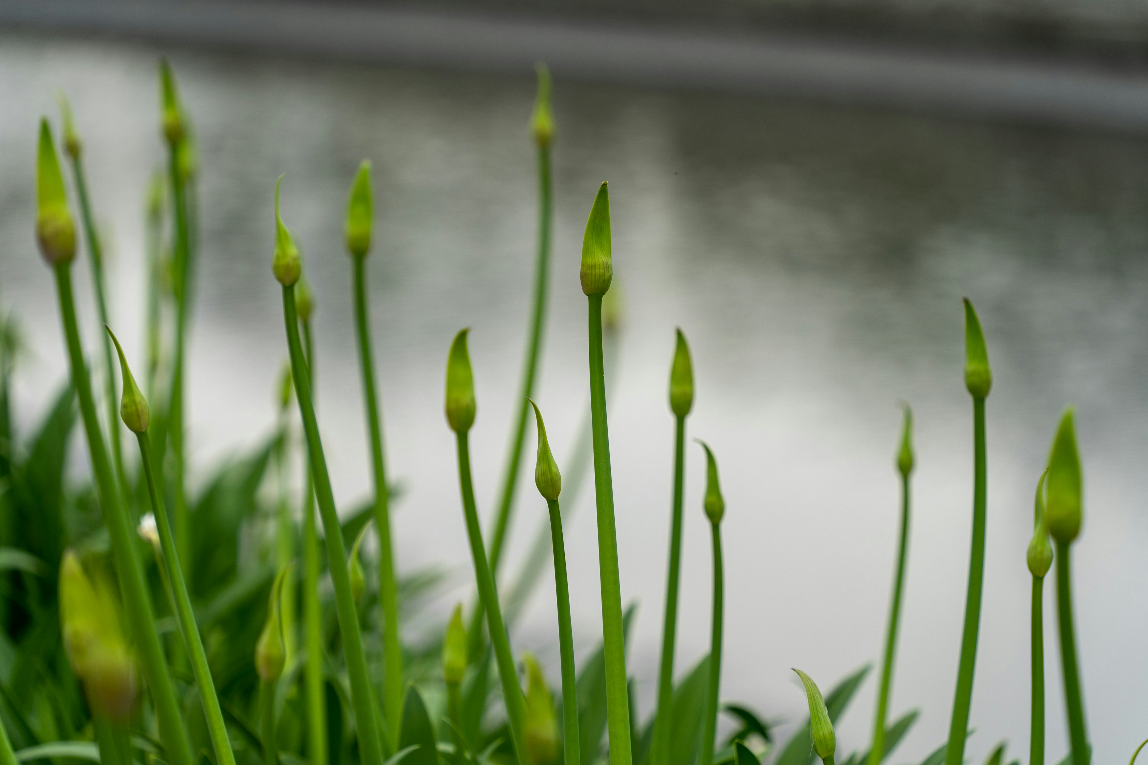 Cluster of budding plants by the water's edge