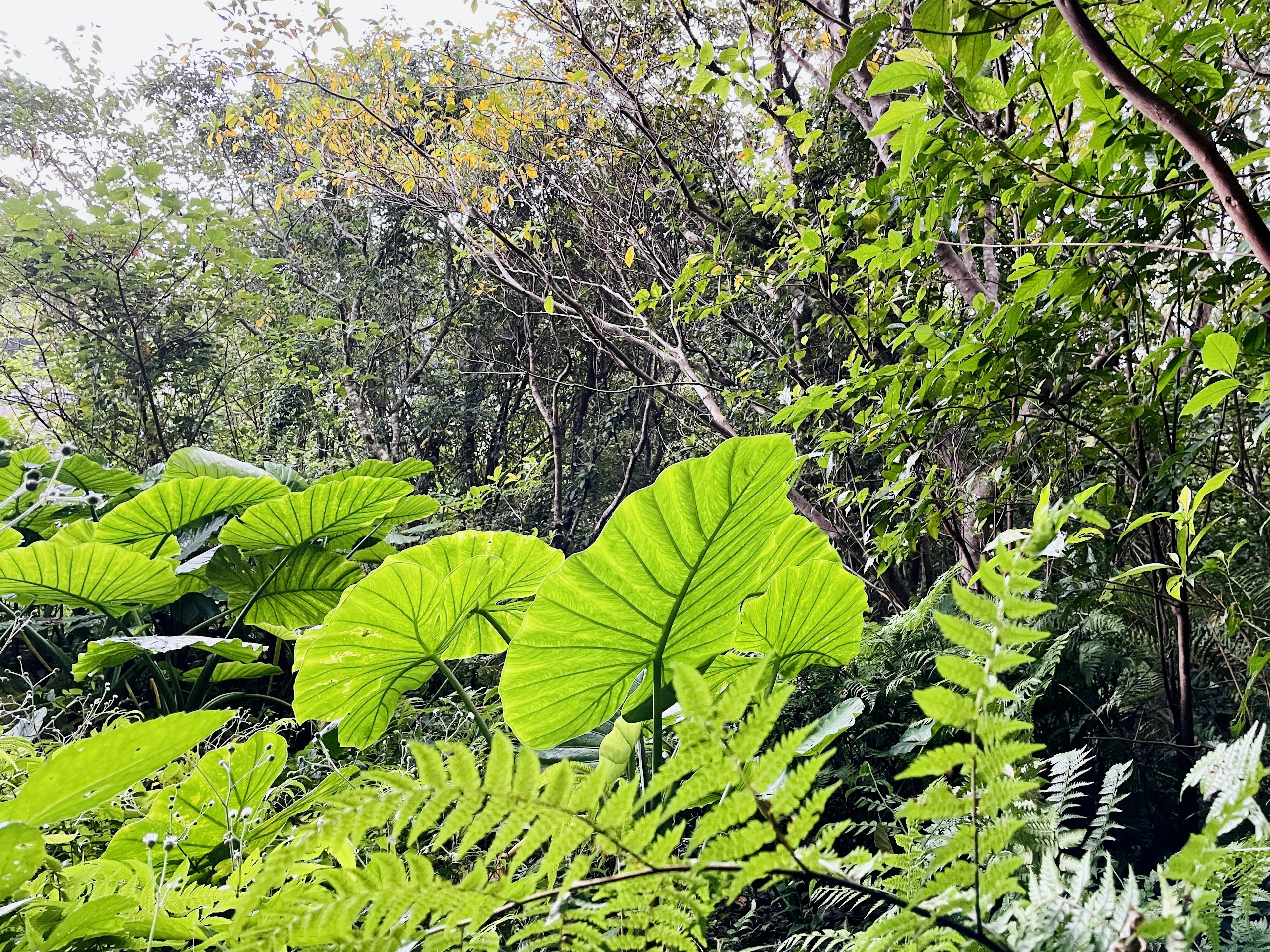 Scena di foresta pluviale lussureggiante con grandi foglie e felci